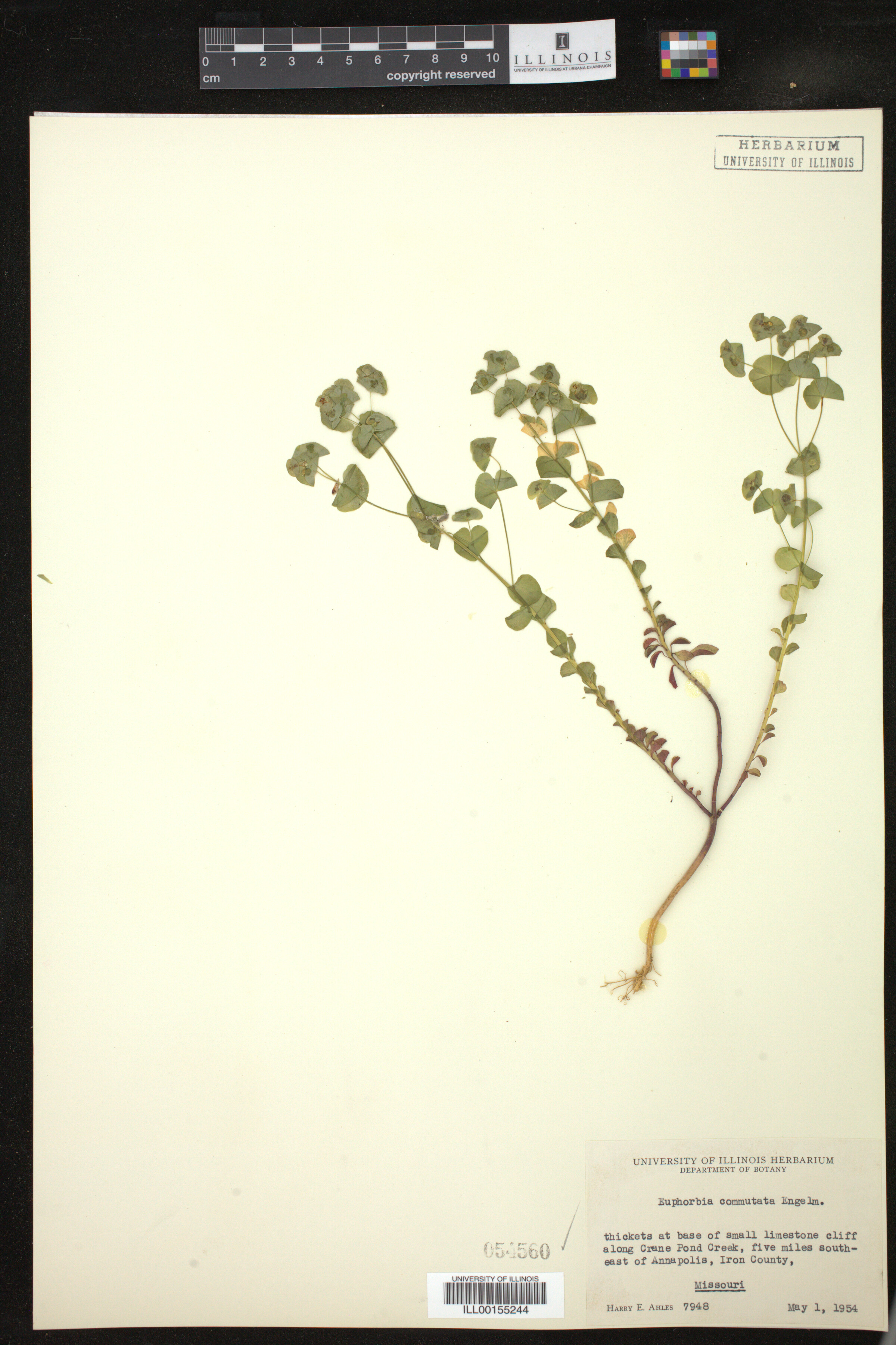 Euphorbia commutata image