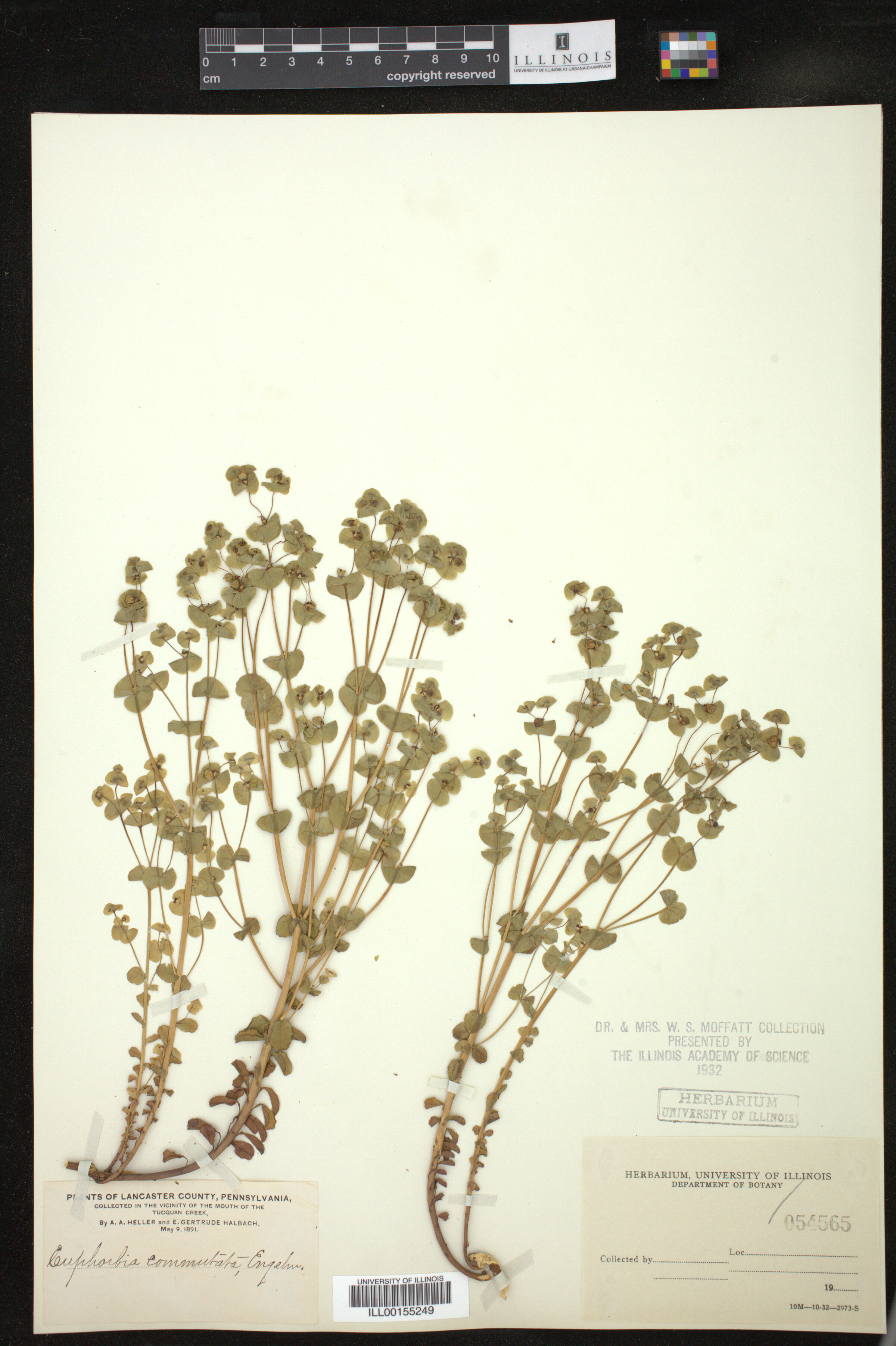 Euphorbia commutata image