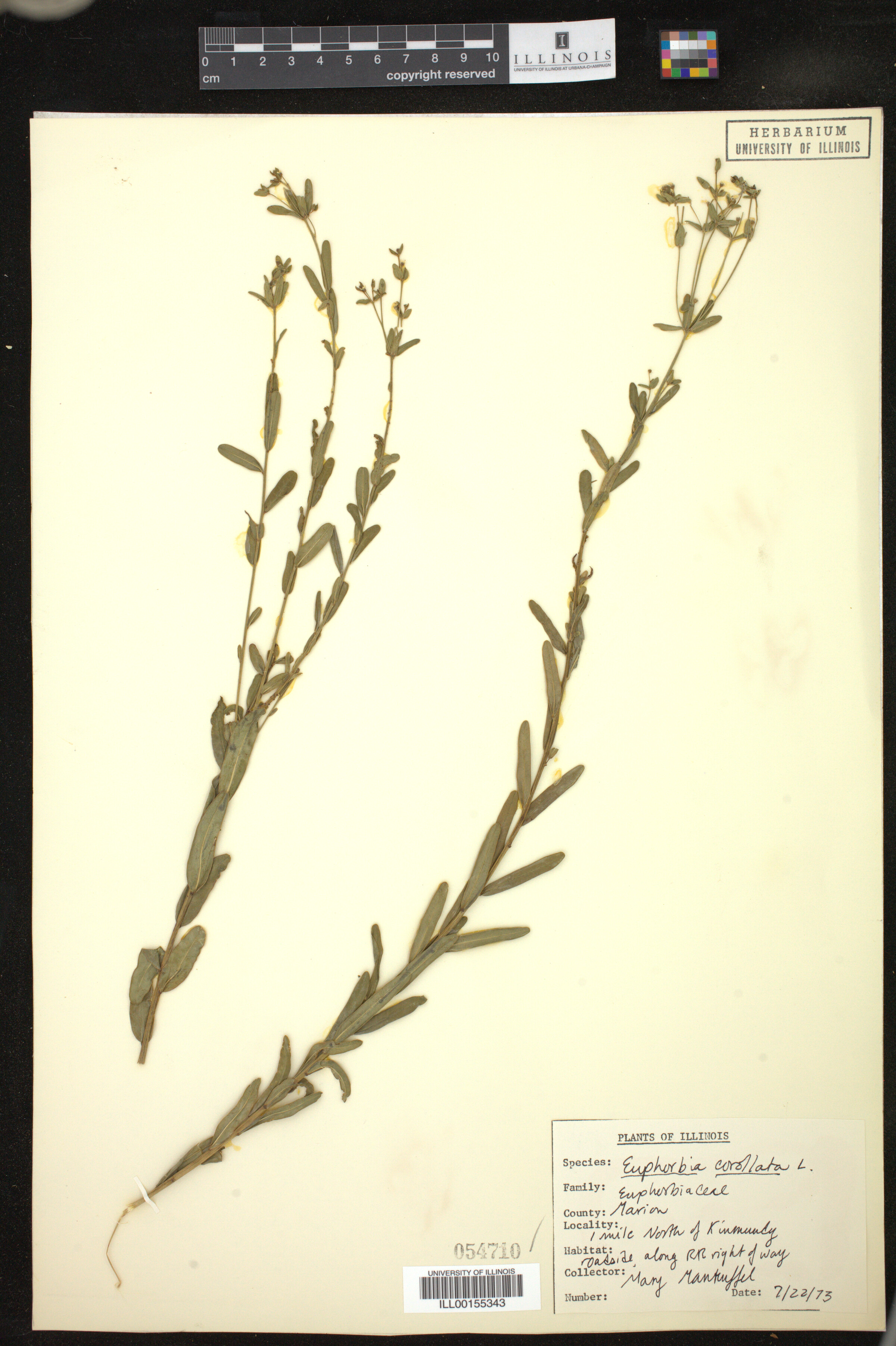 Euphorbia corollata image