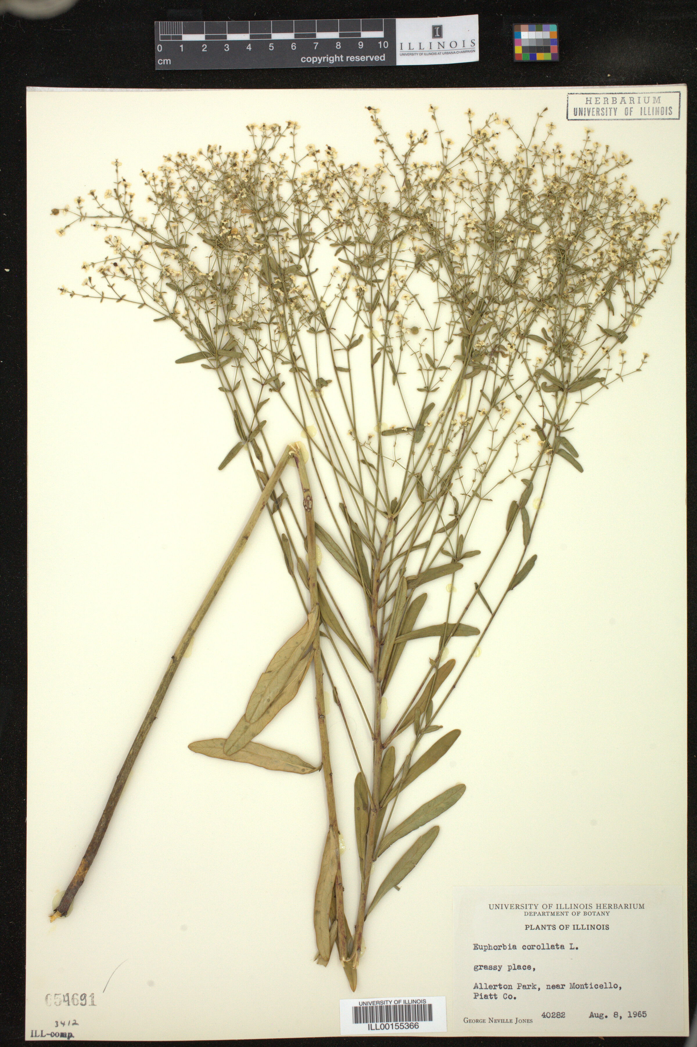 Euphorbia corollata image