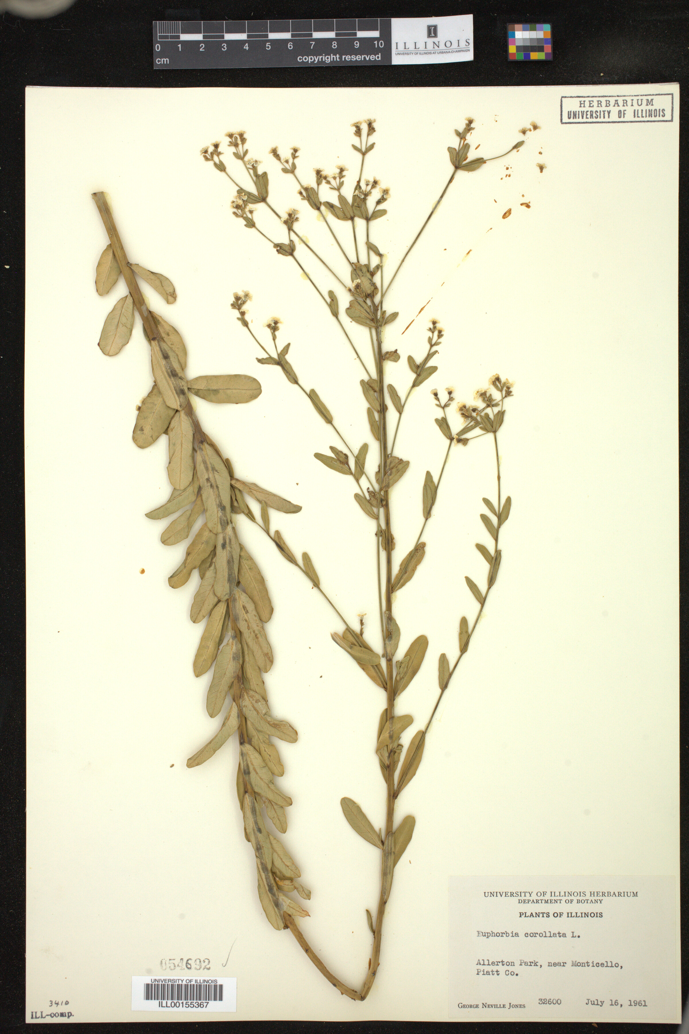 Euphorbia corollata image