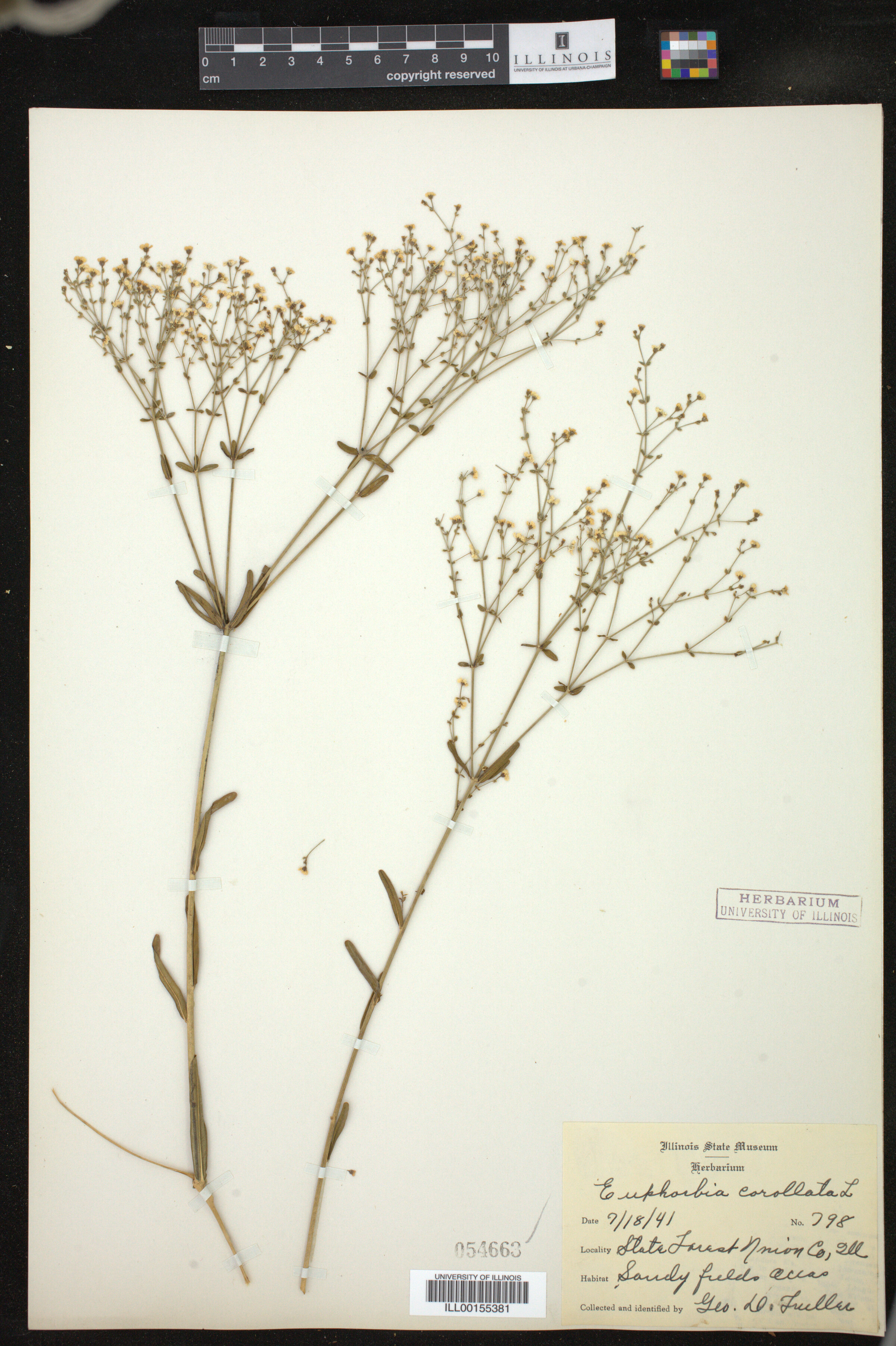 Euphorbia corollata image