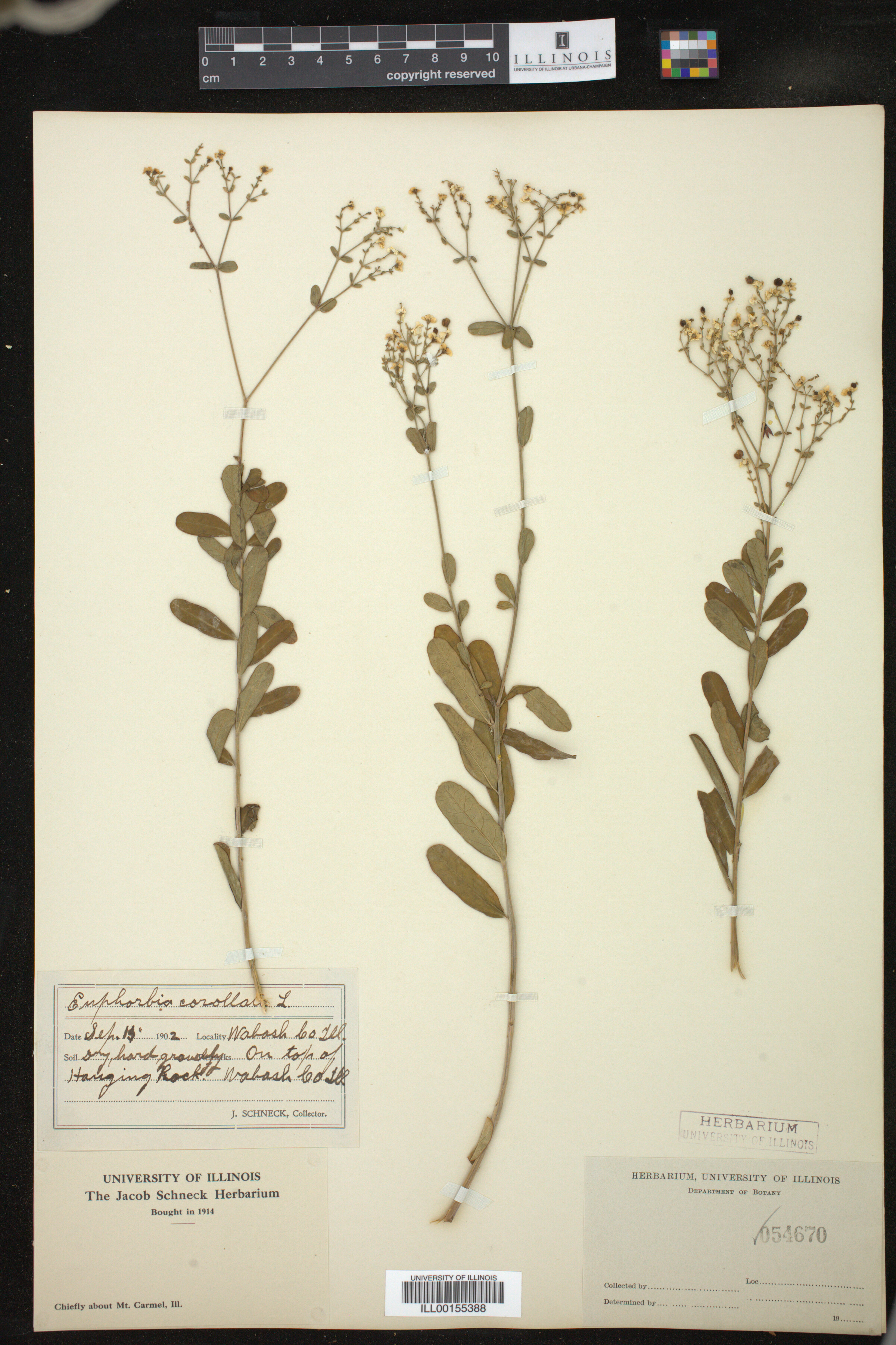 Euphorbia corollata image