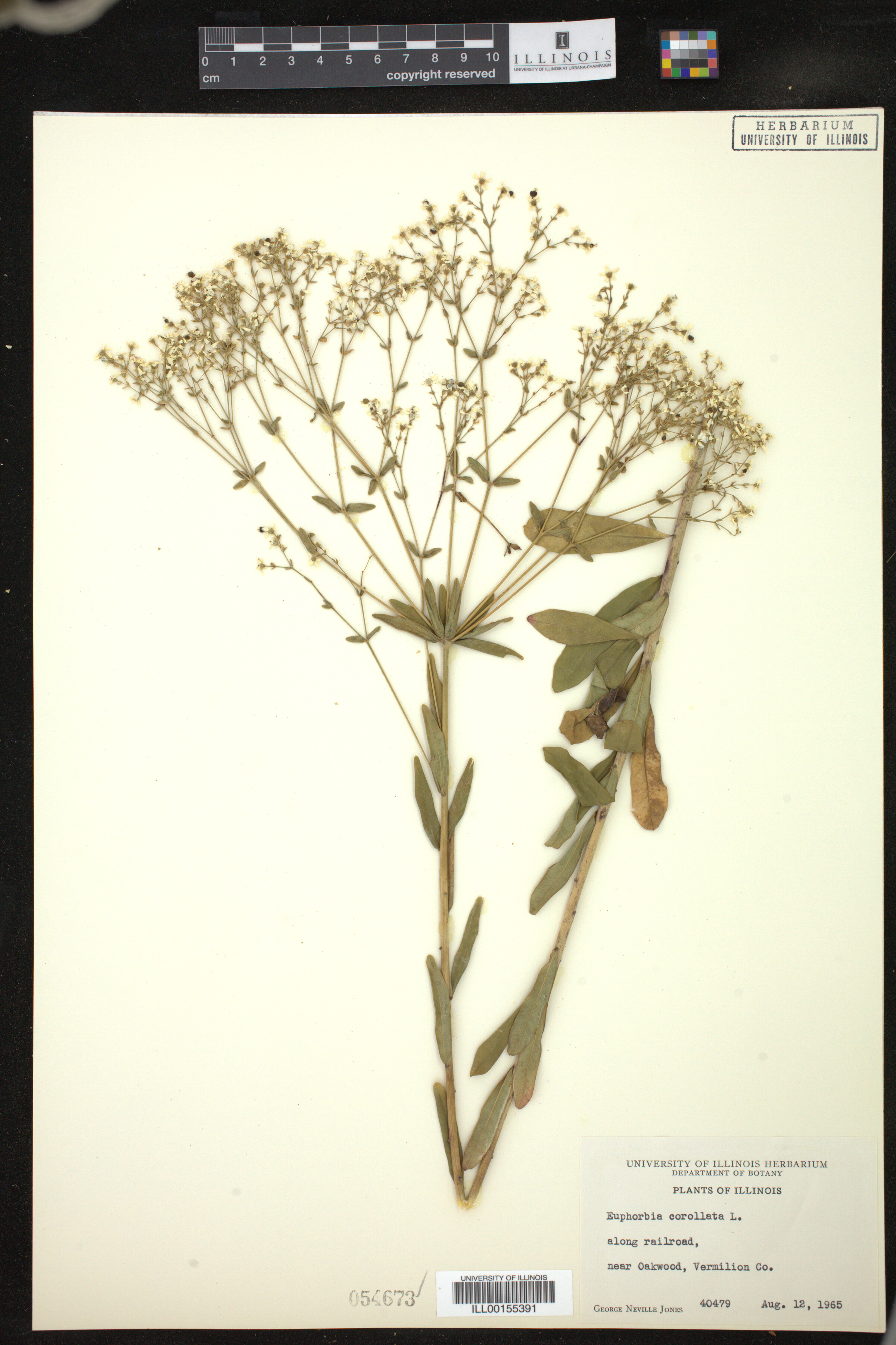 Euphorbia image