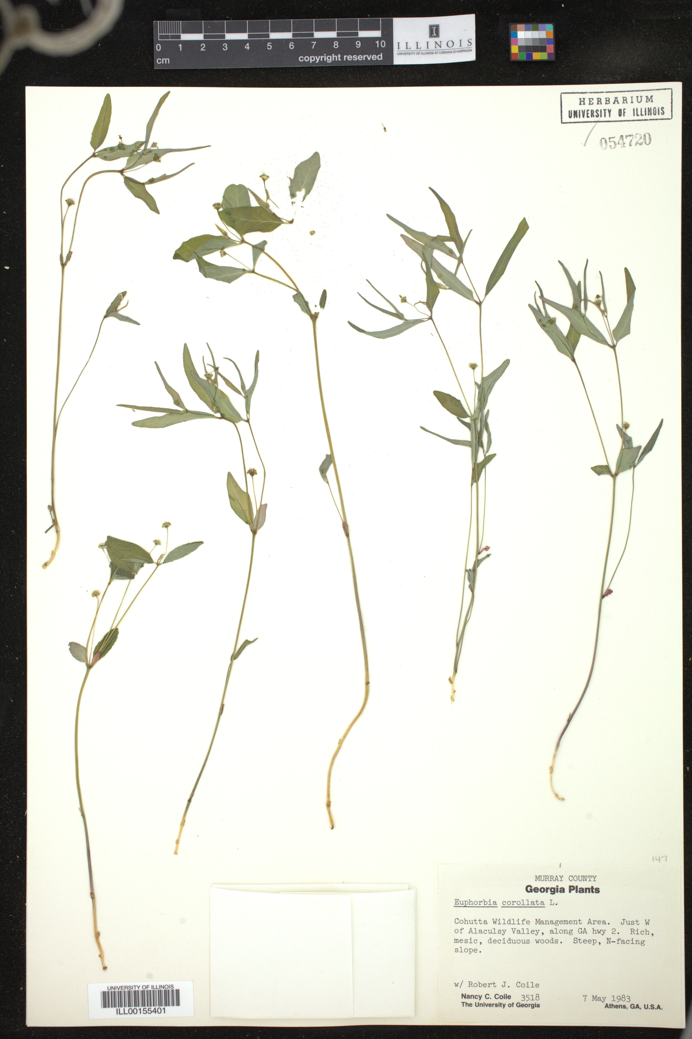 Euphorbia corollata image