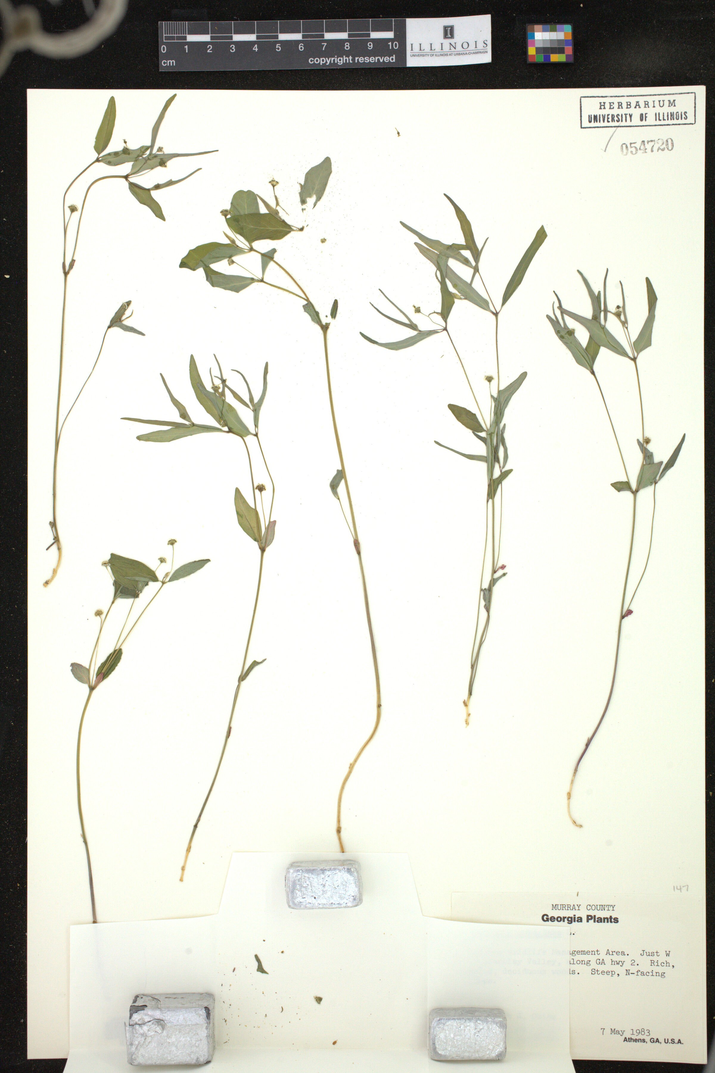 Euphorbia corollata image