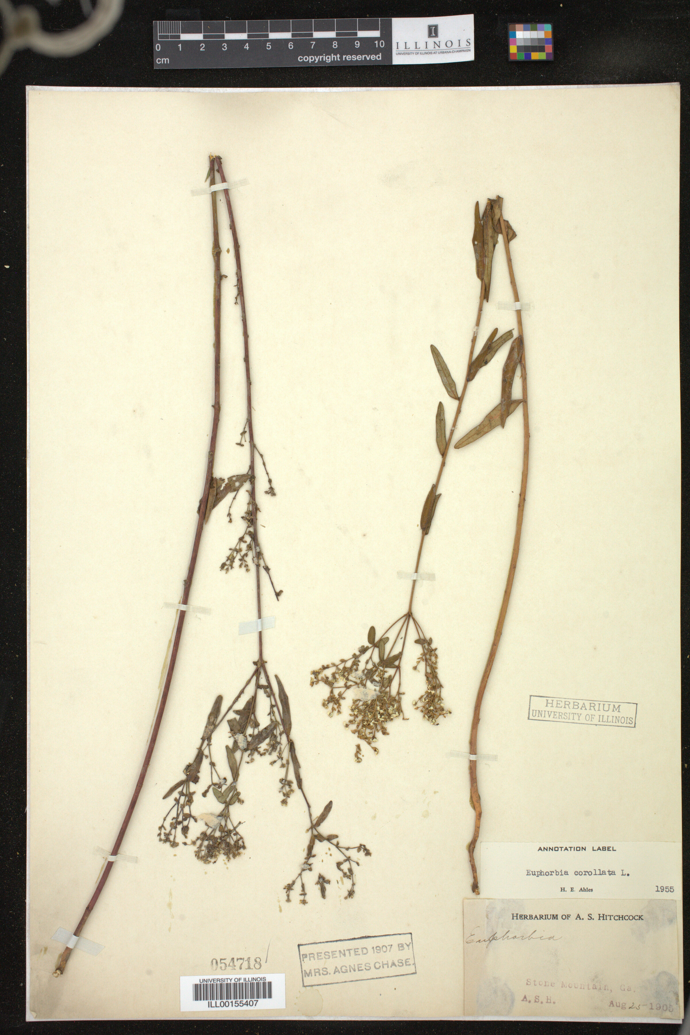 Euphorbia corollata image