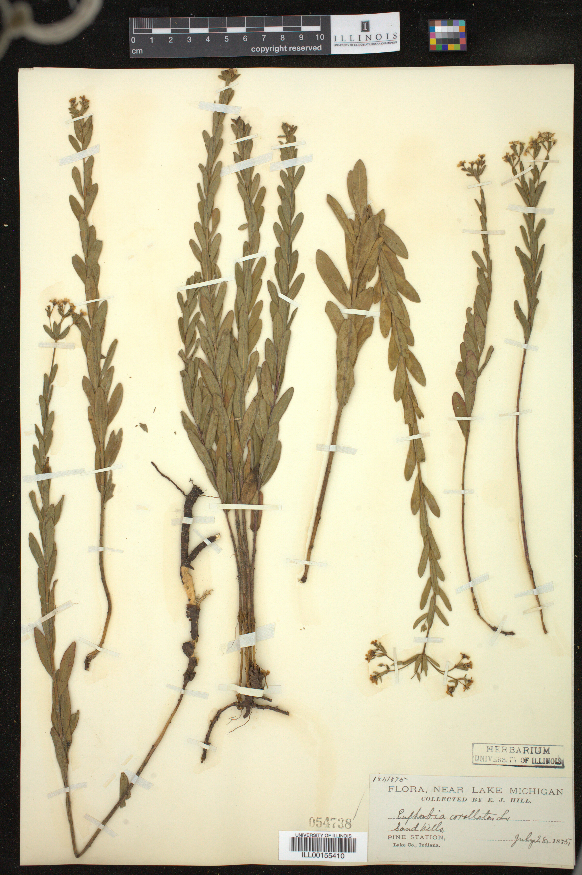 Euphorbia corollata image