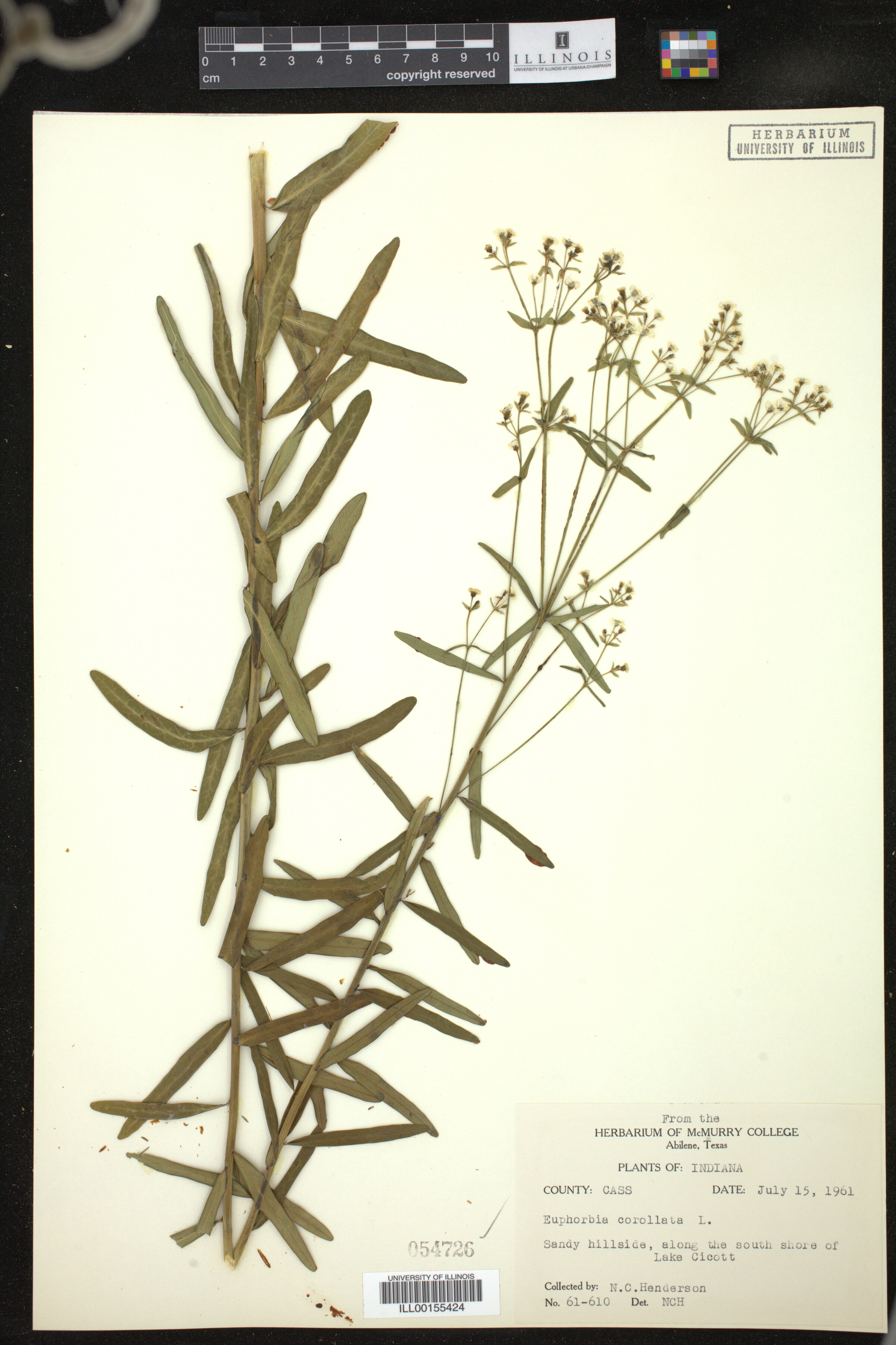 Euphorbia corollata image