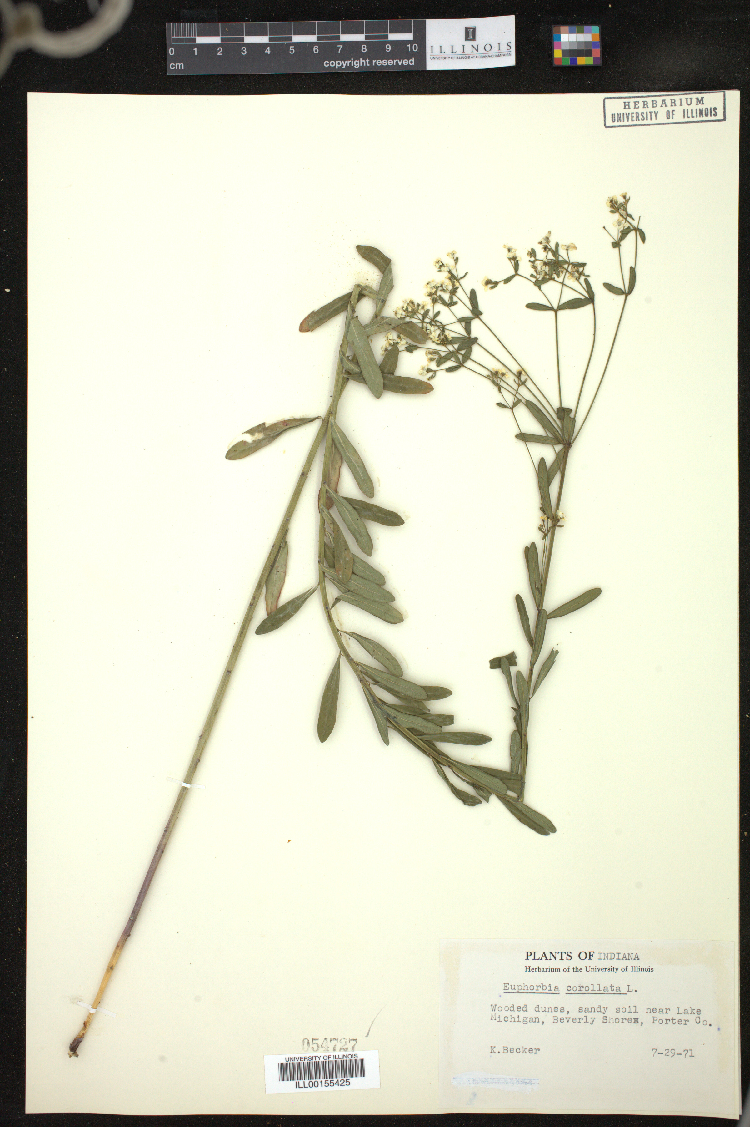 Euphorbia corollata image