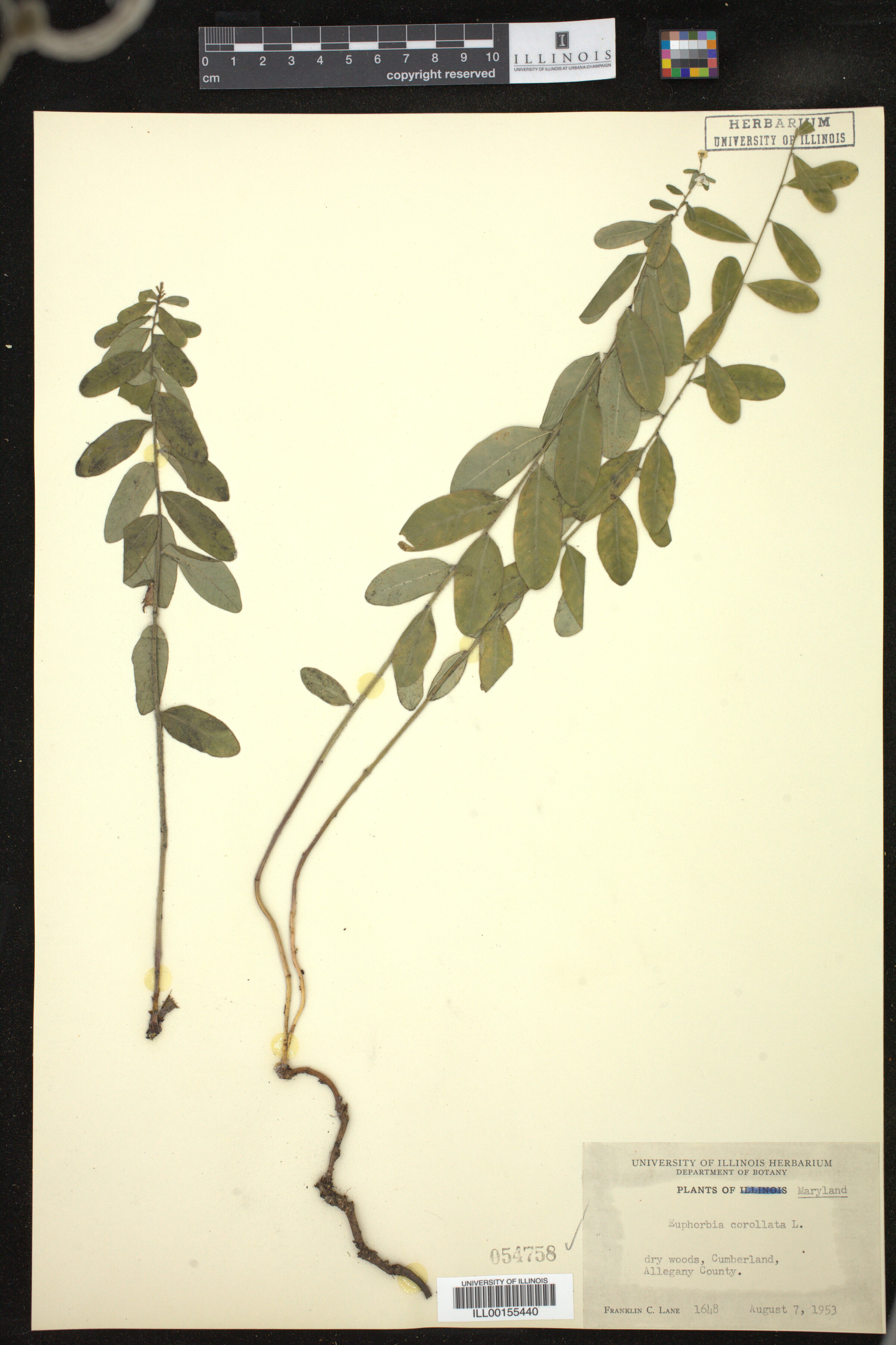 Euphorbia corollata image