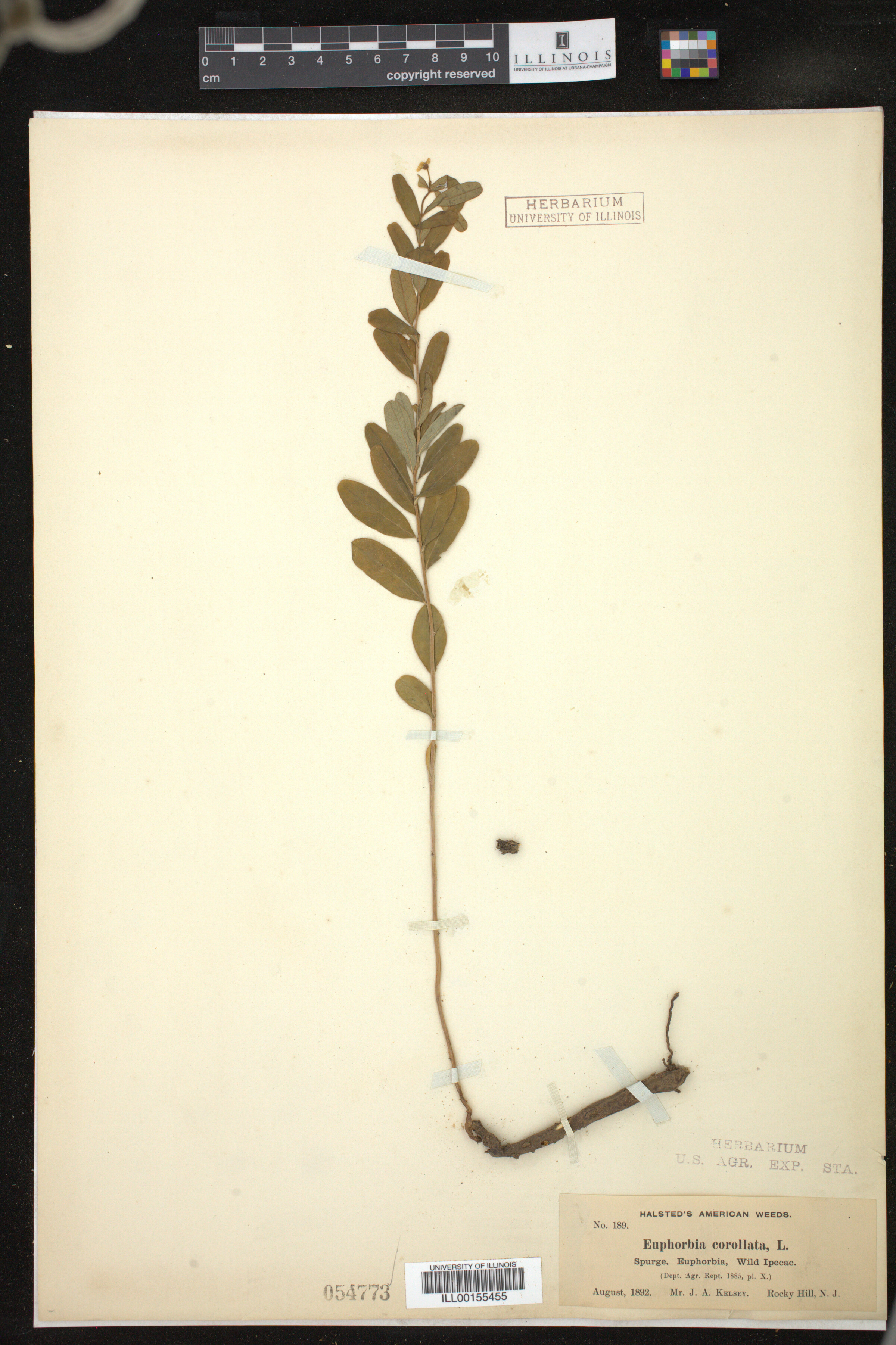 Euphorbia corollata image