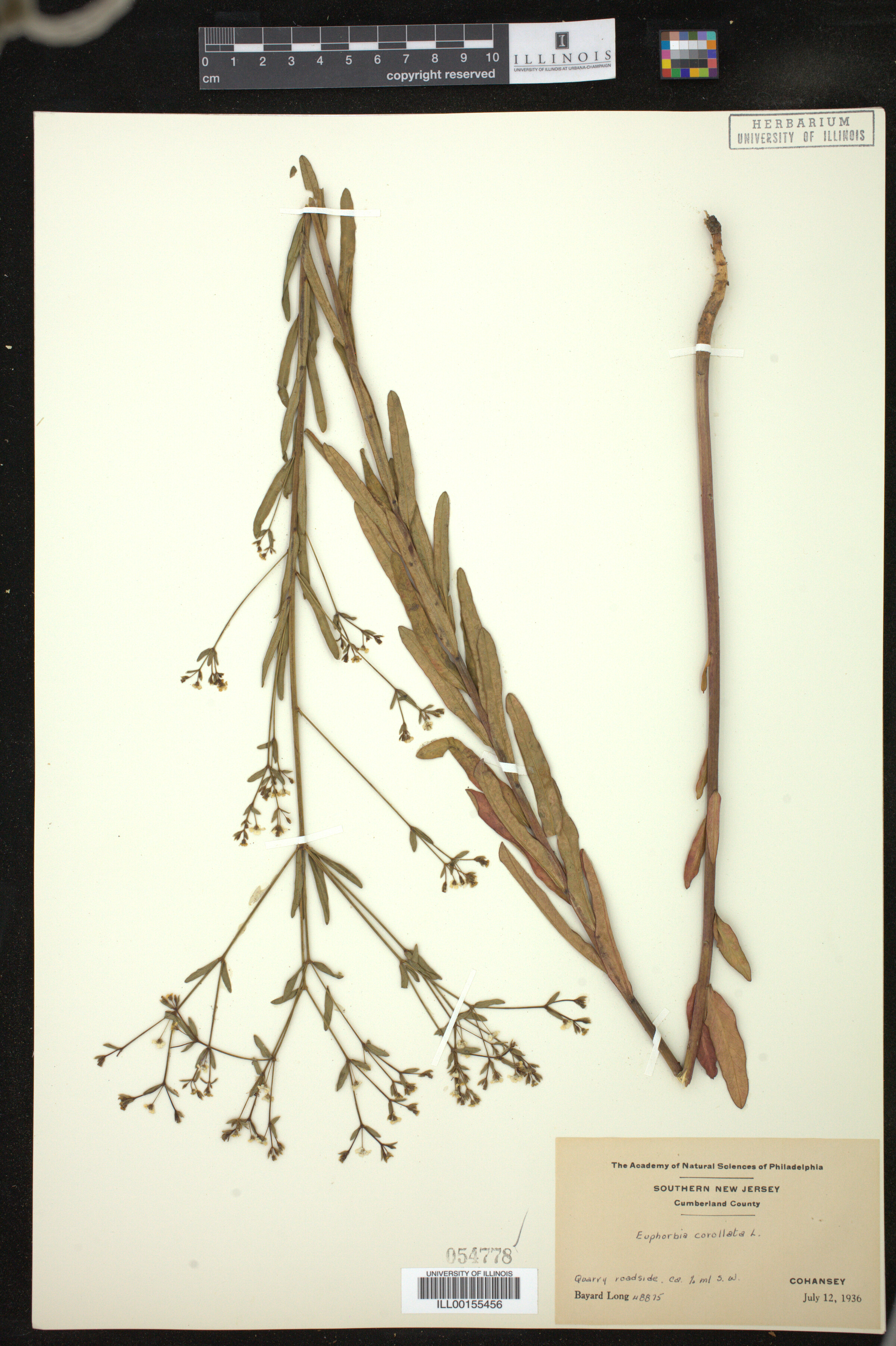 Euphorbia corollata image