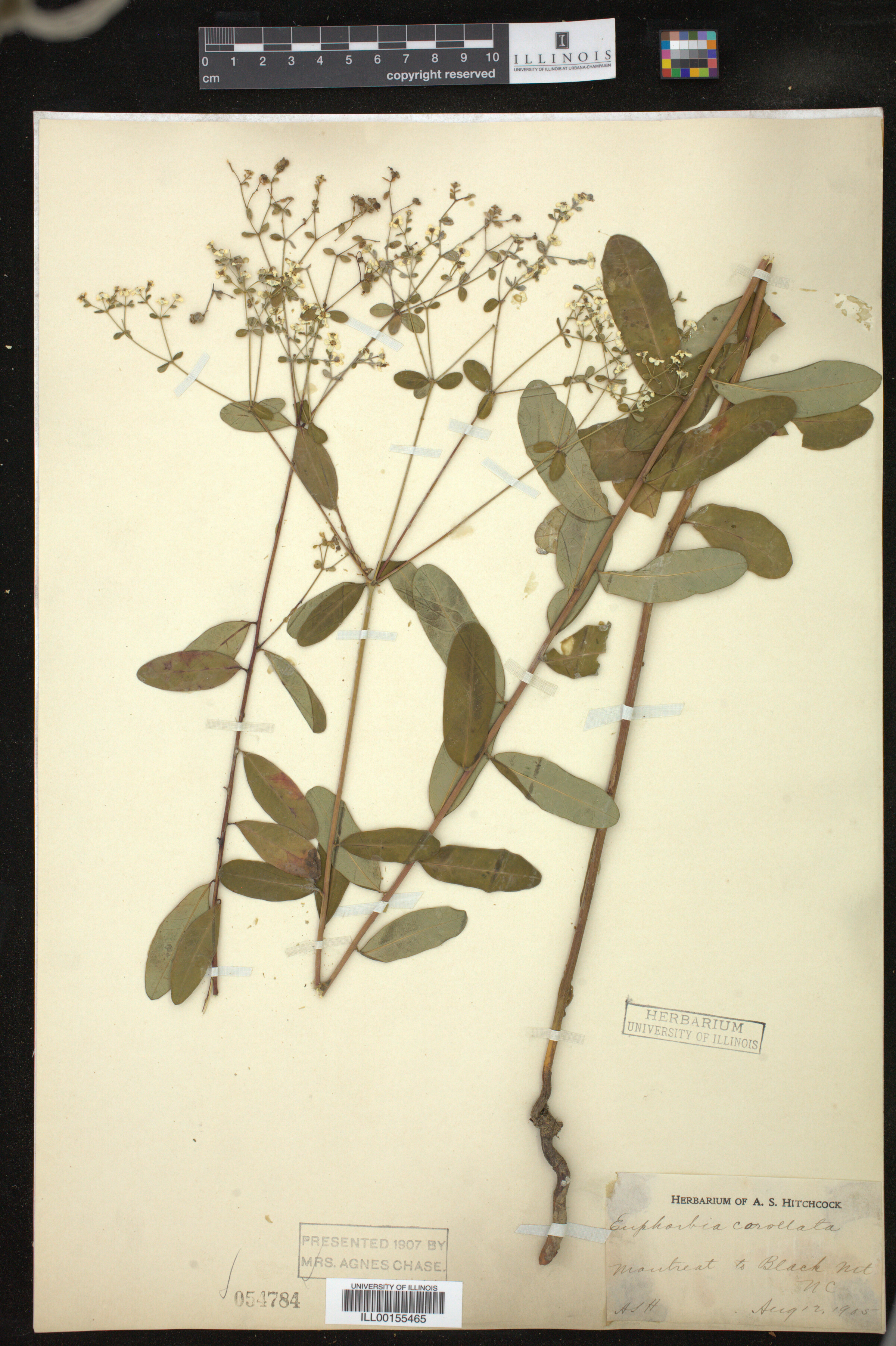 Euphorbia corollata image