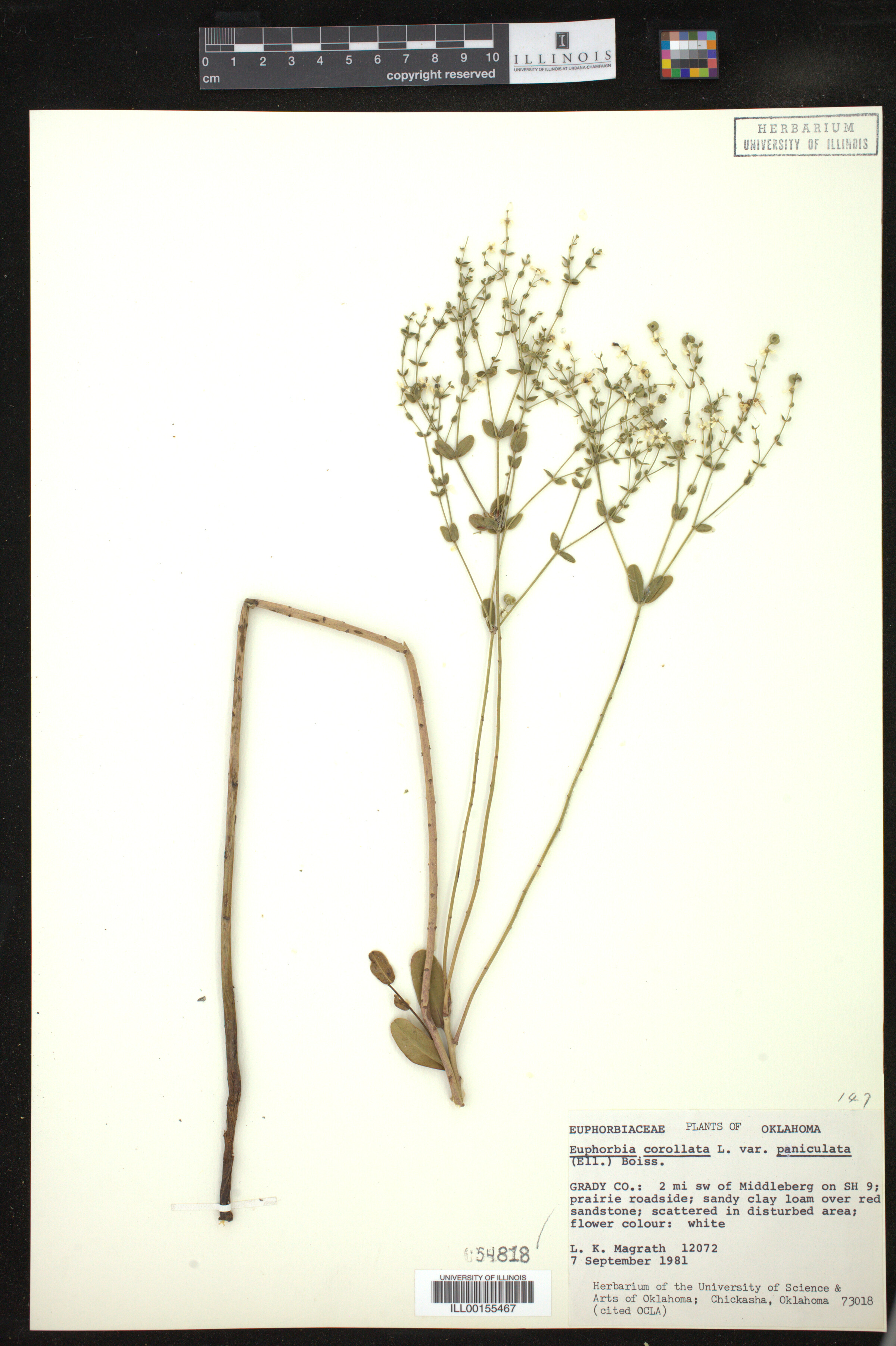 Euphorbia pubentissima image