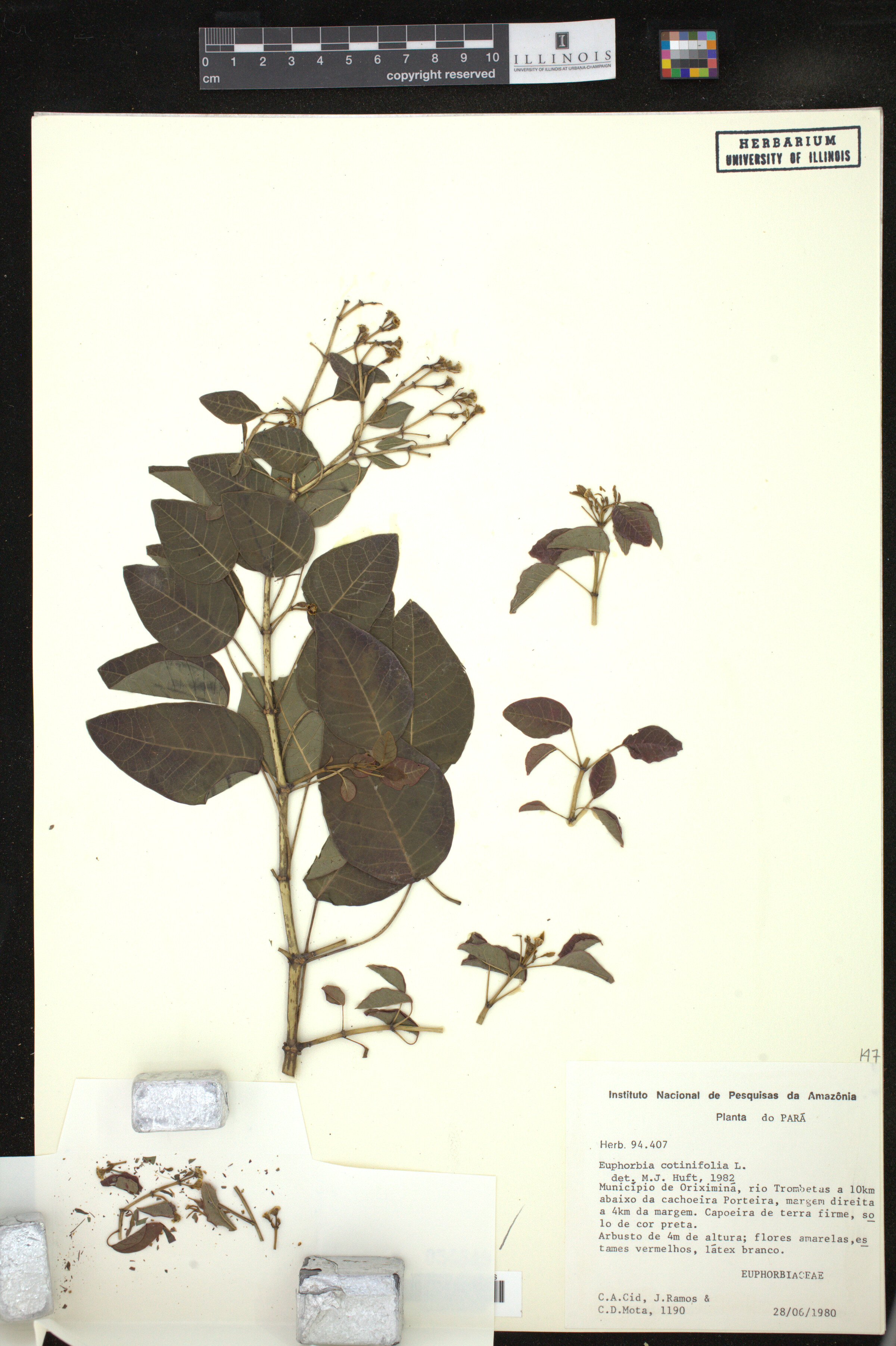 Euphorbia cotinifolia image