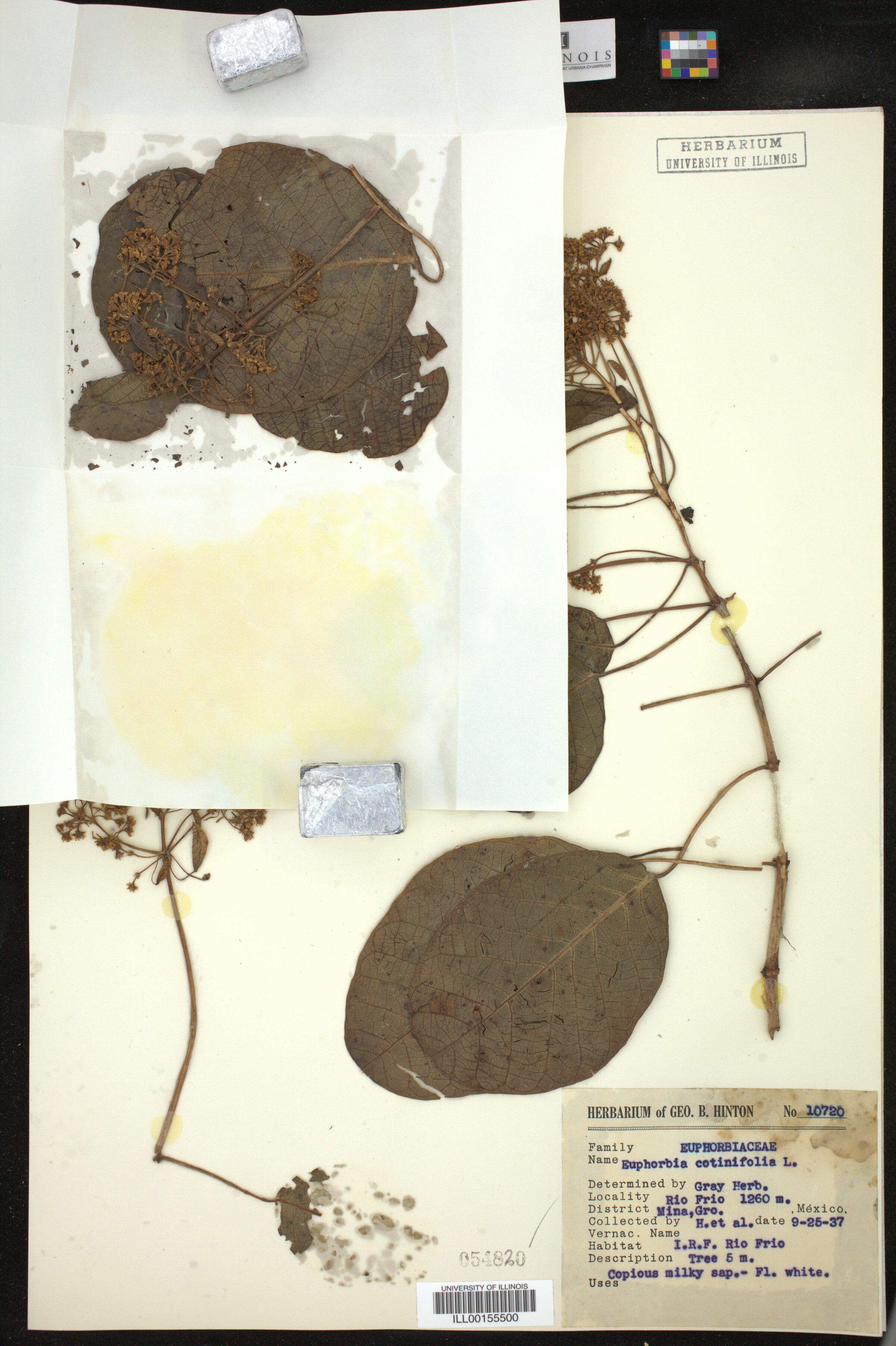 Euphorbia cotinifolia image