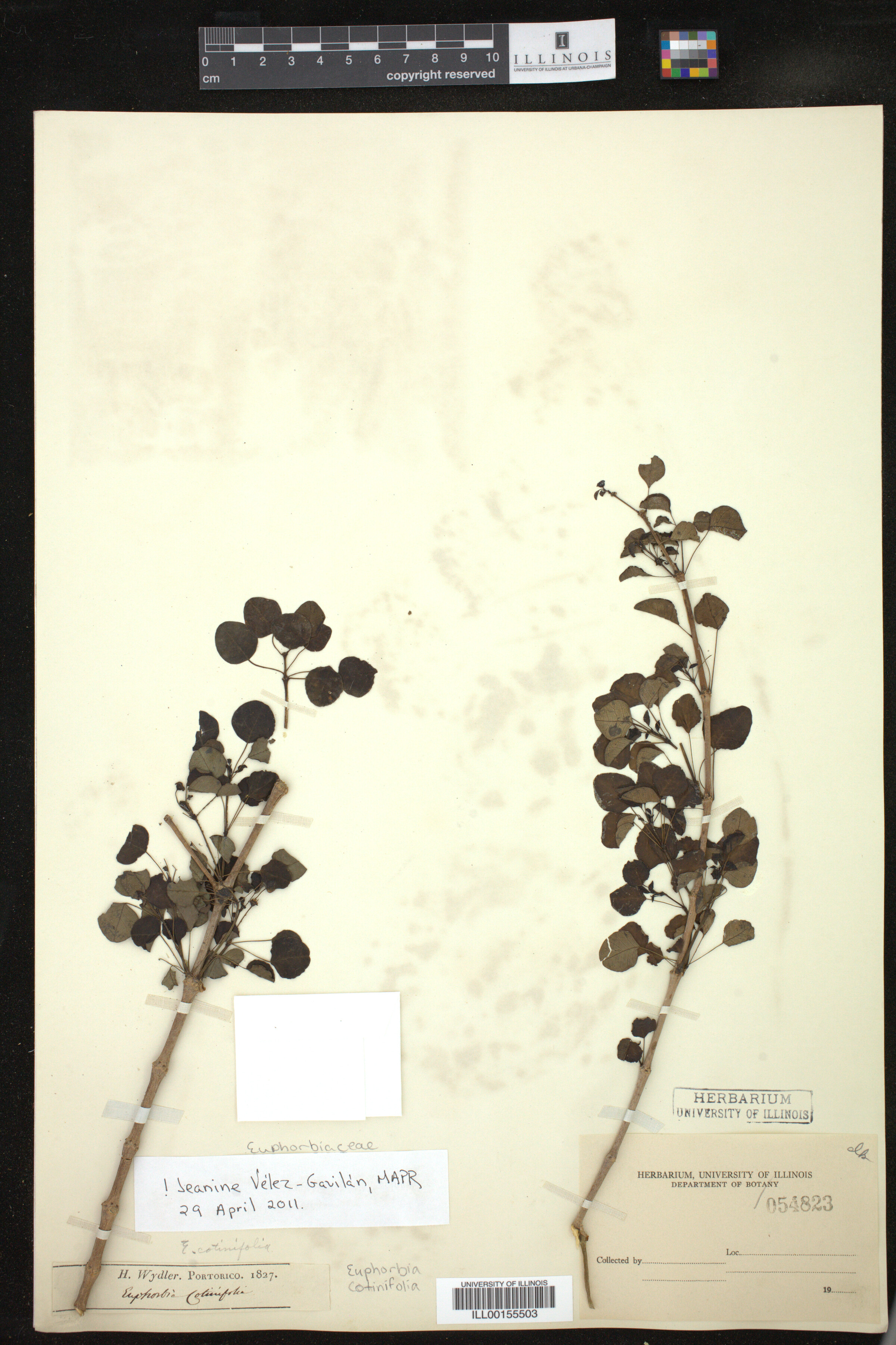 Euphorbia cotinifolia image