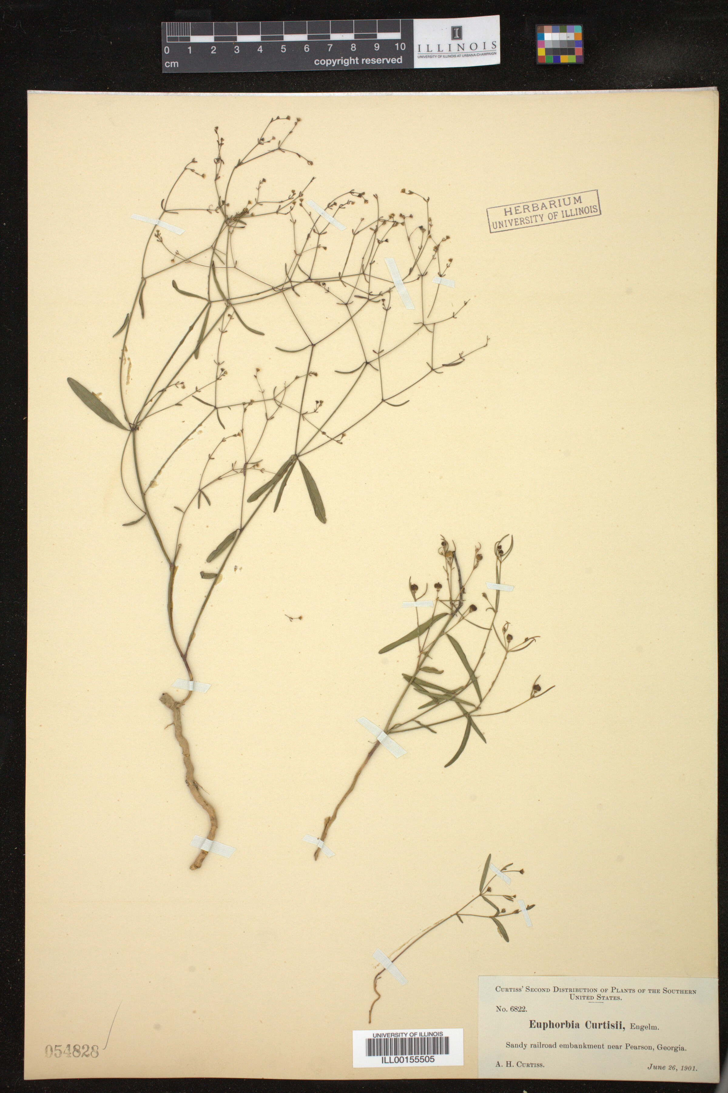 Euphorbia curtisii image