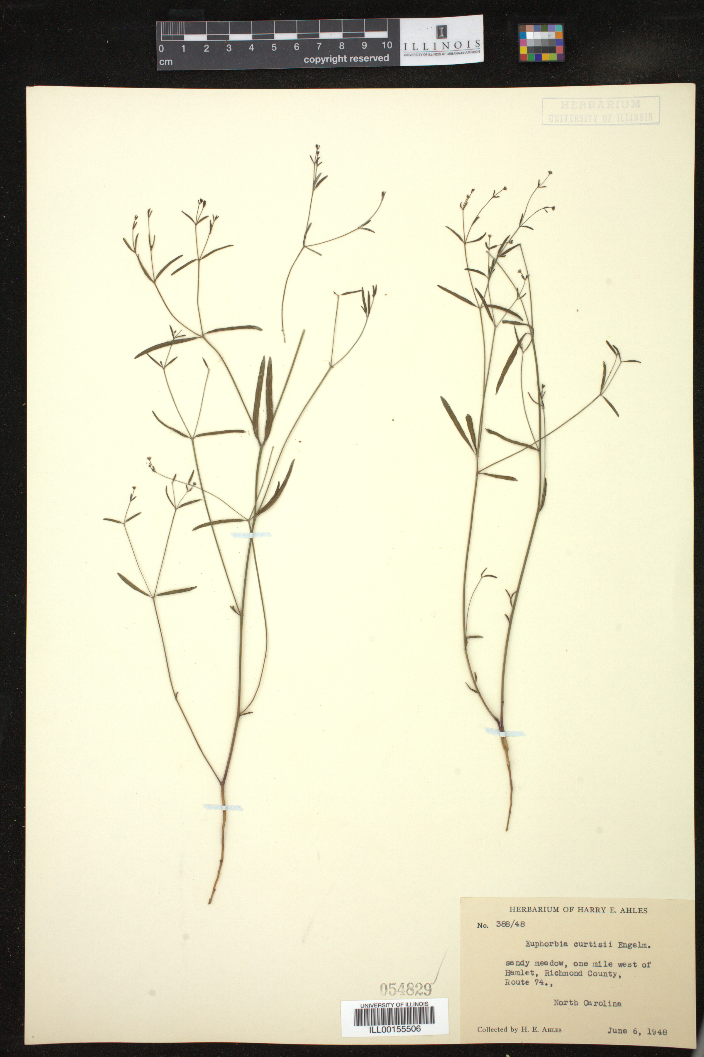 Euphorbia curtisii image