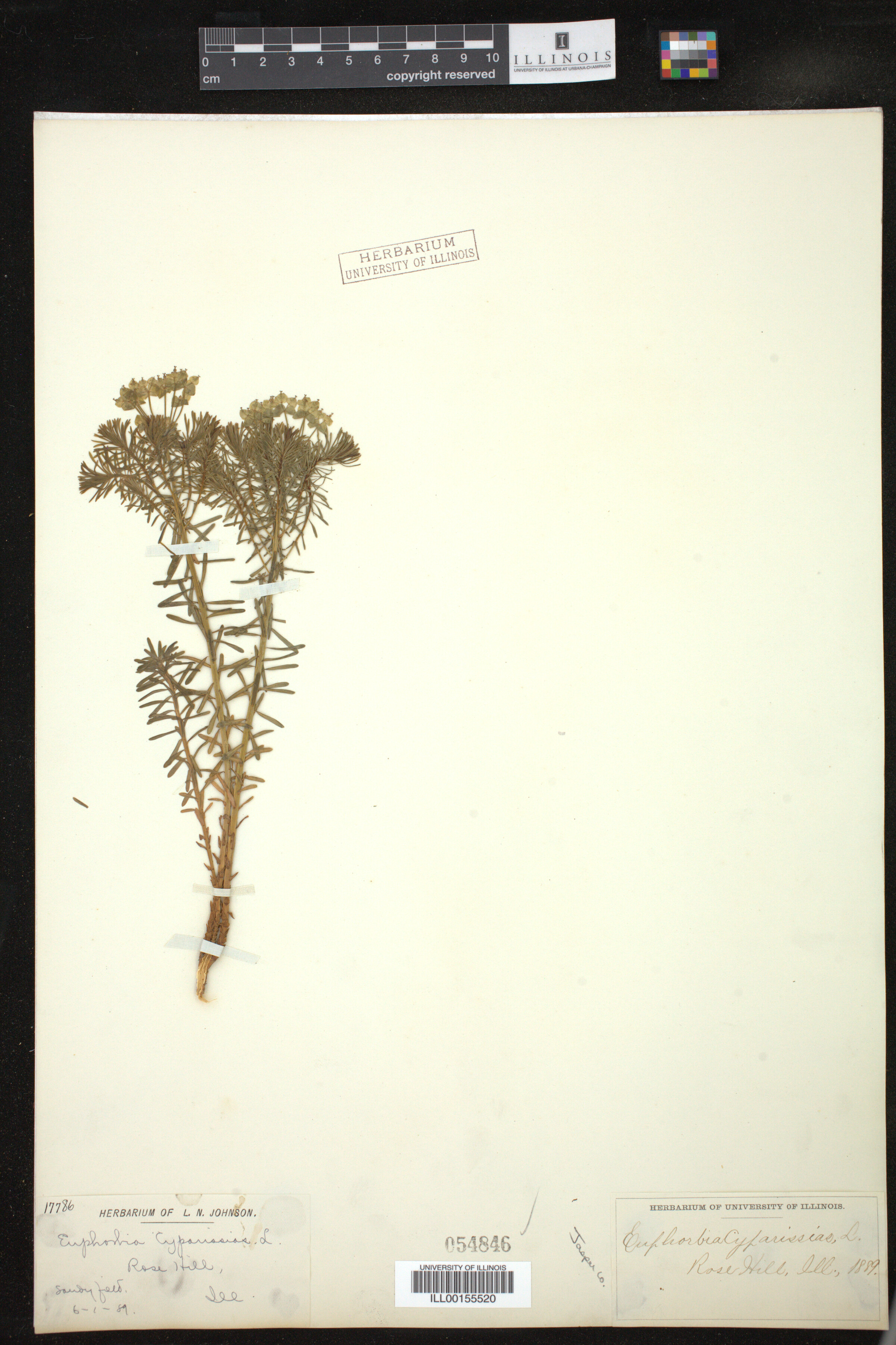 Euphorbia cyparissias image