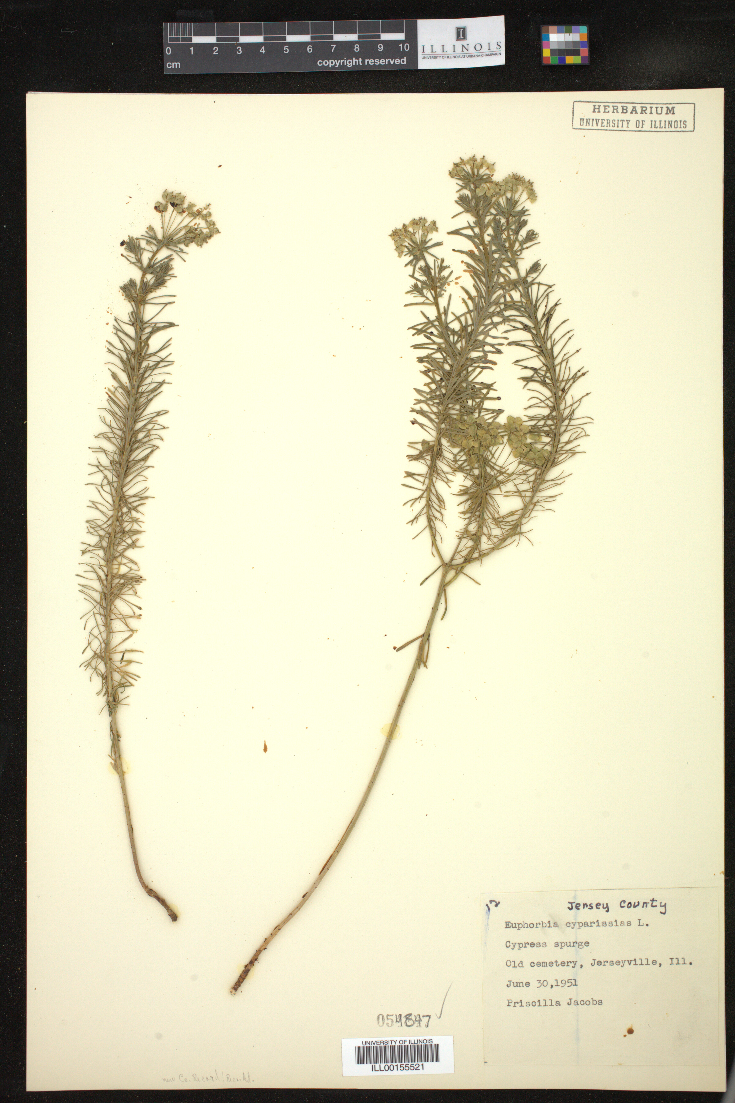 Euphorbia cyparissias image