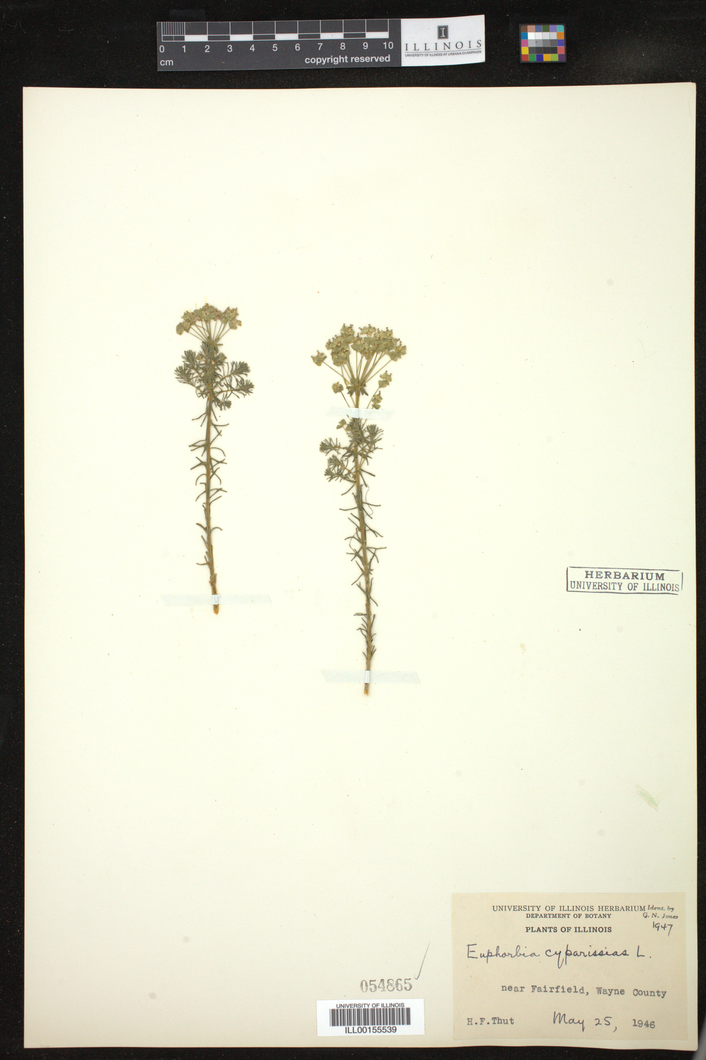 Euphorbia cyparissias image