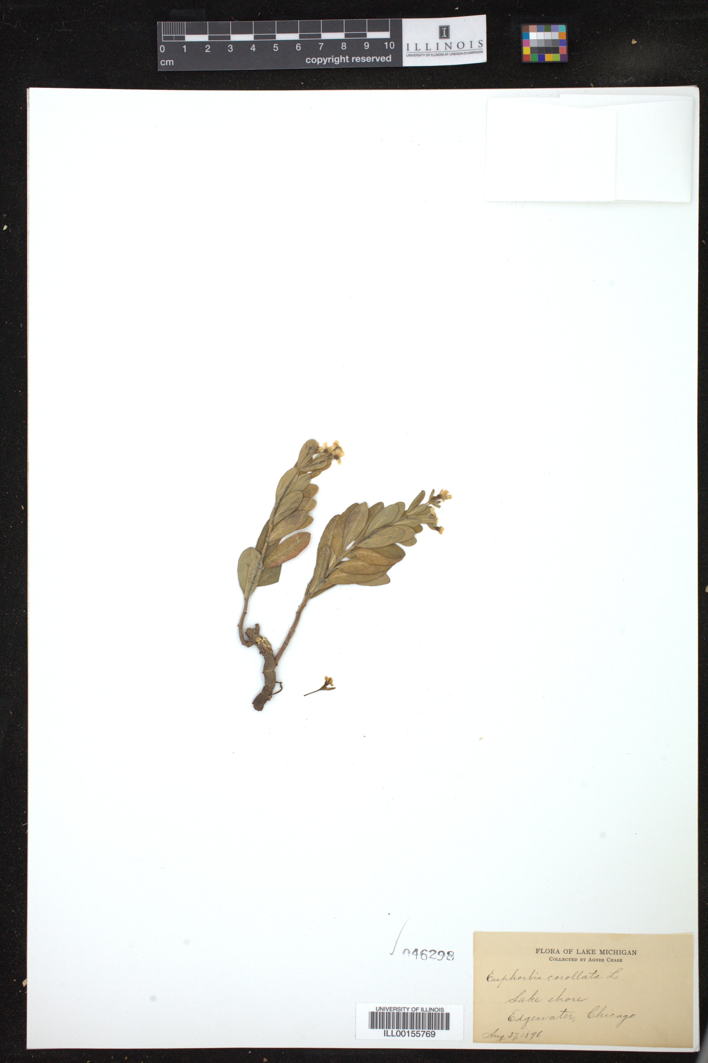 Euphorbia corollata image