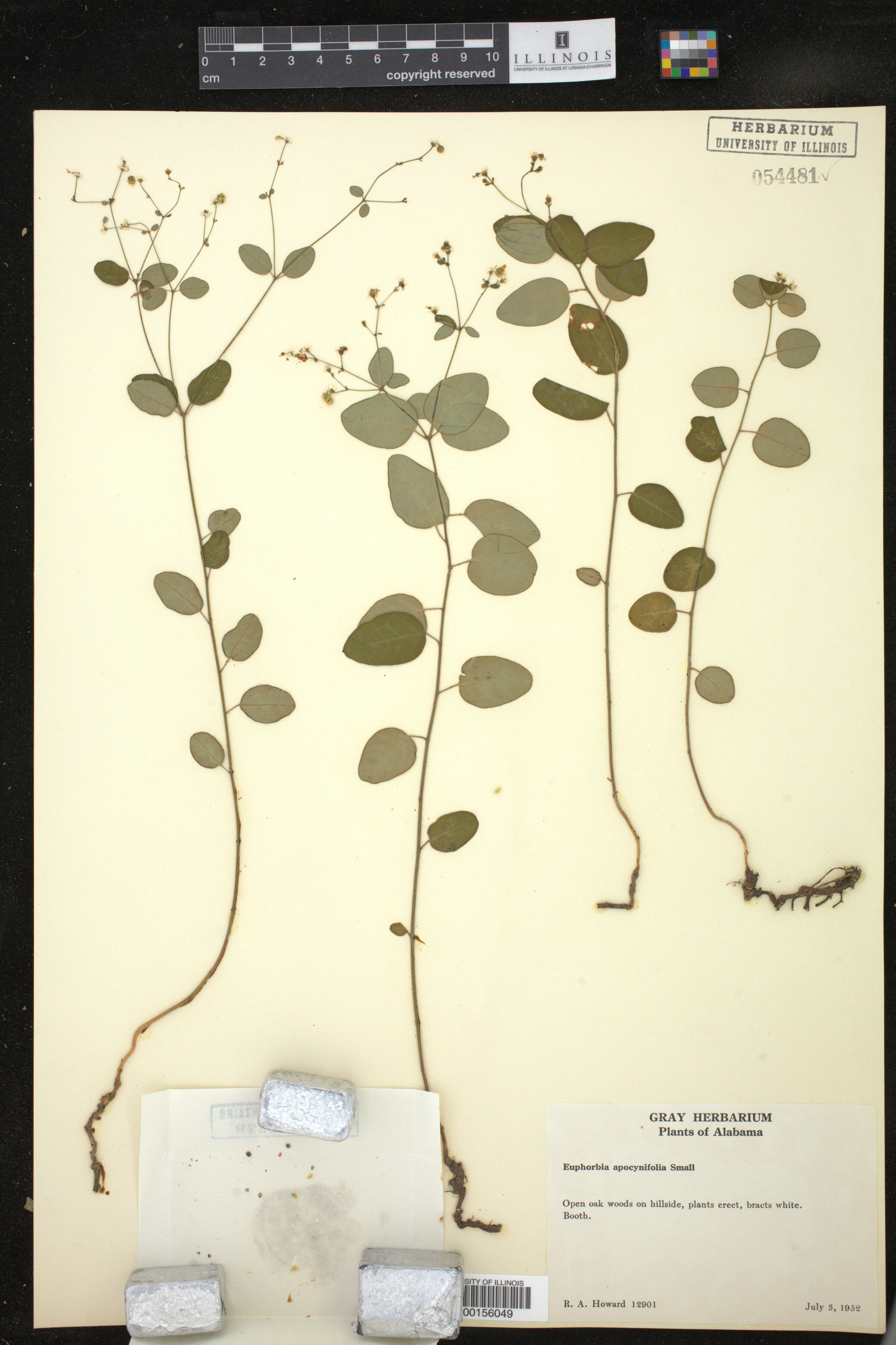 Euphorbia pubentissima image