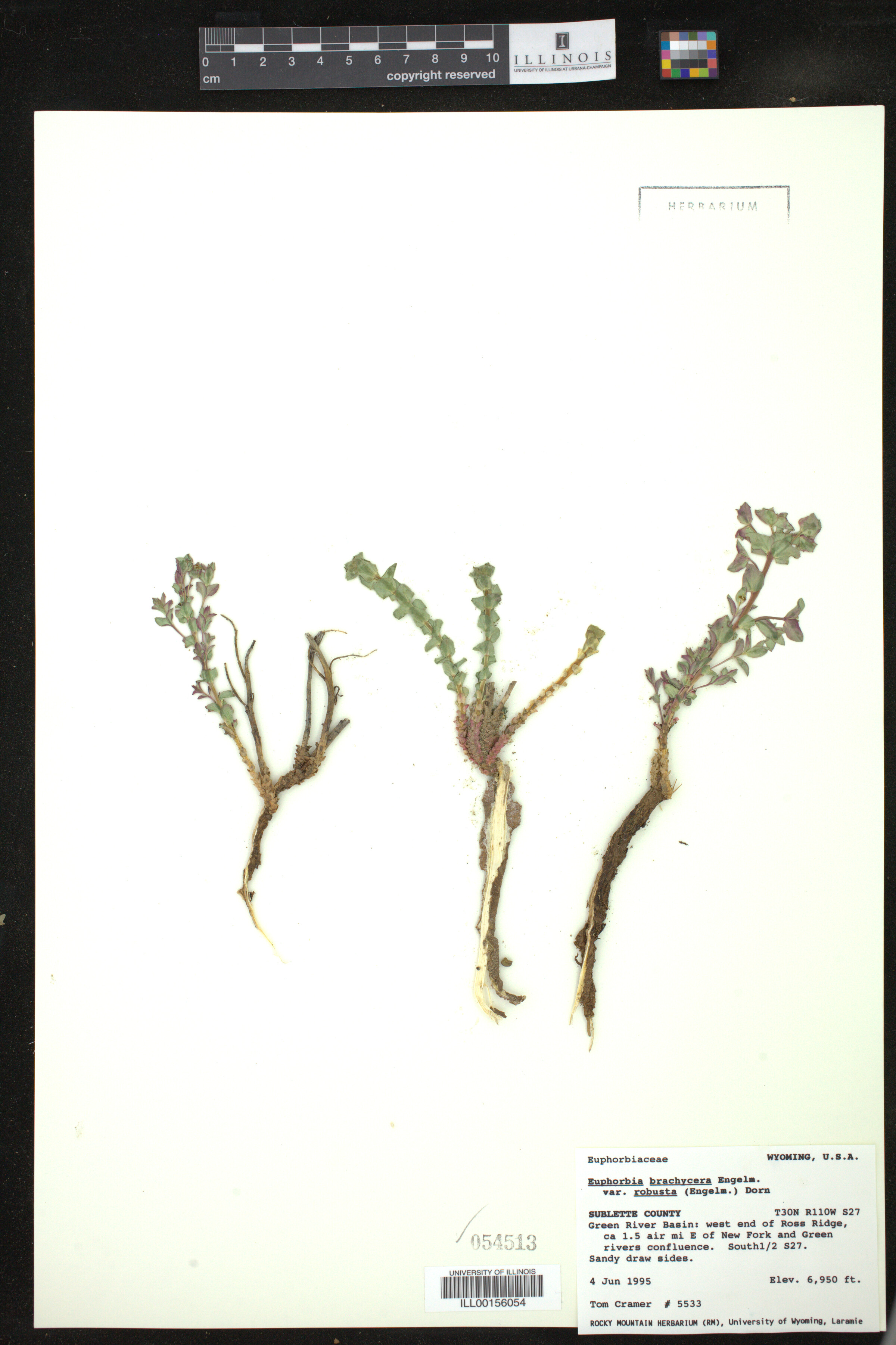 Euphorbia brachycera image