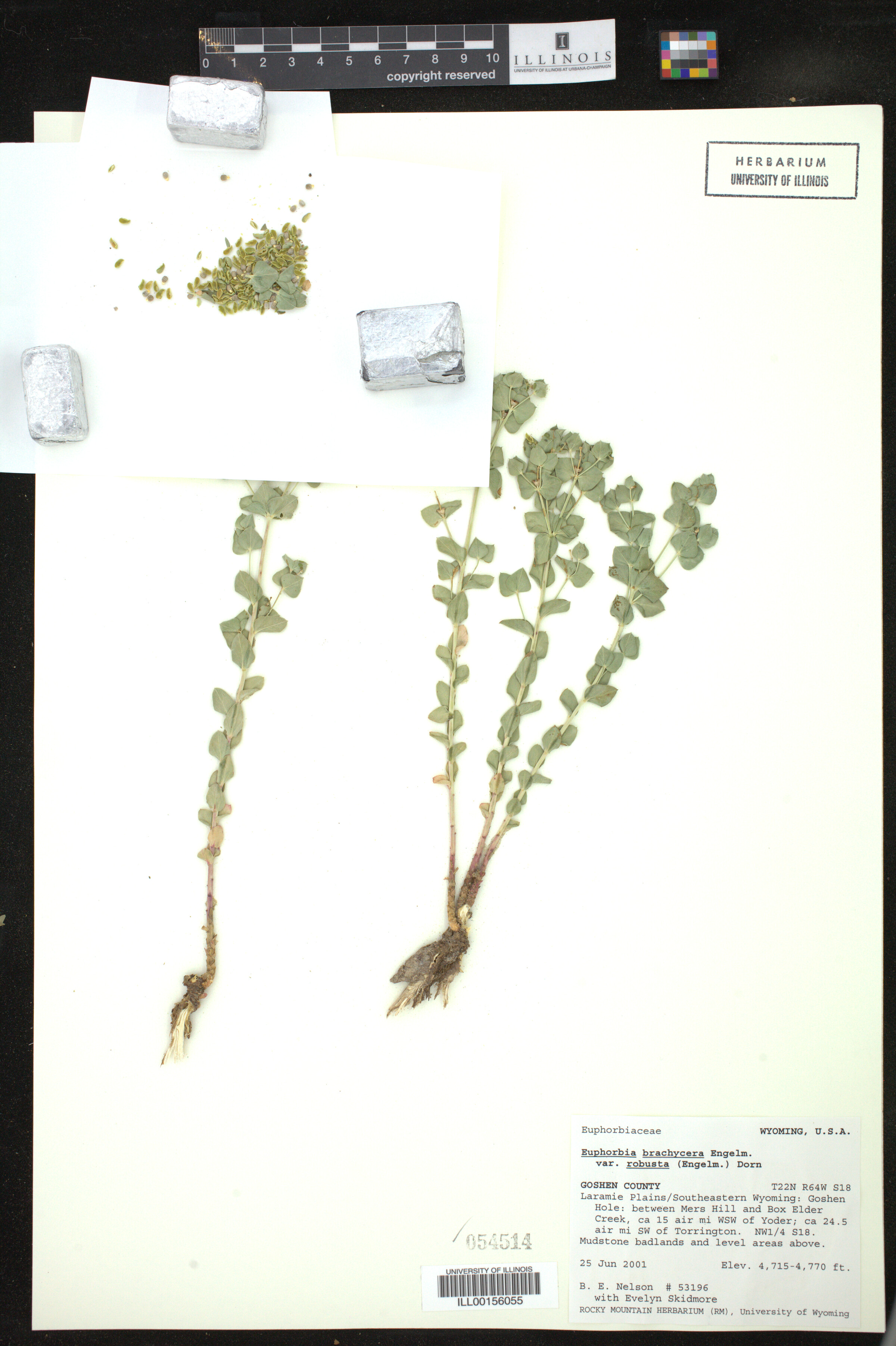 Euphorbia brachycera image