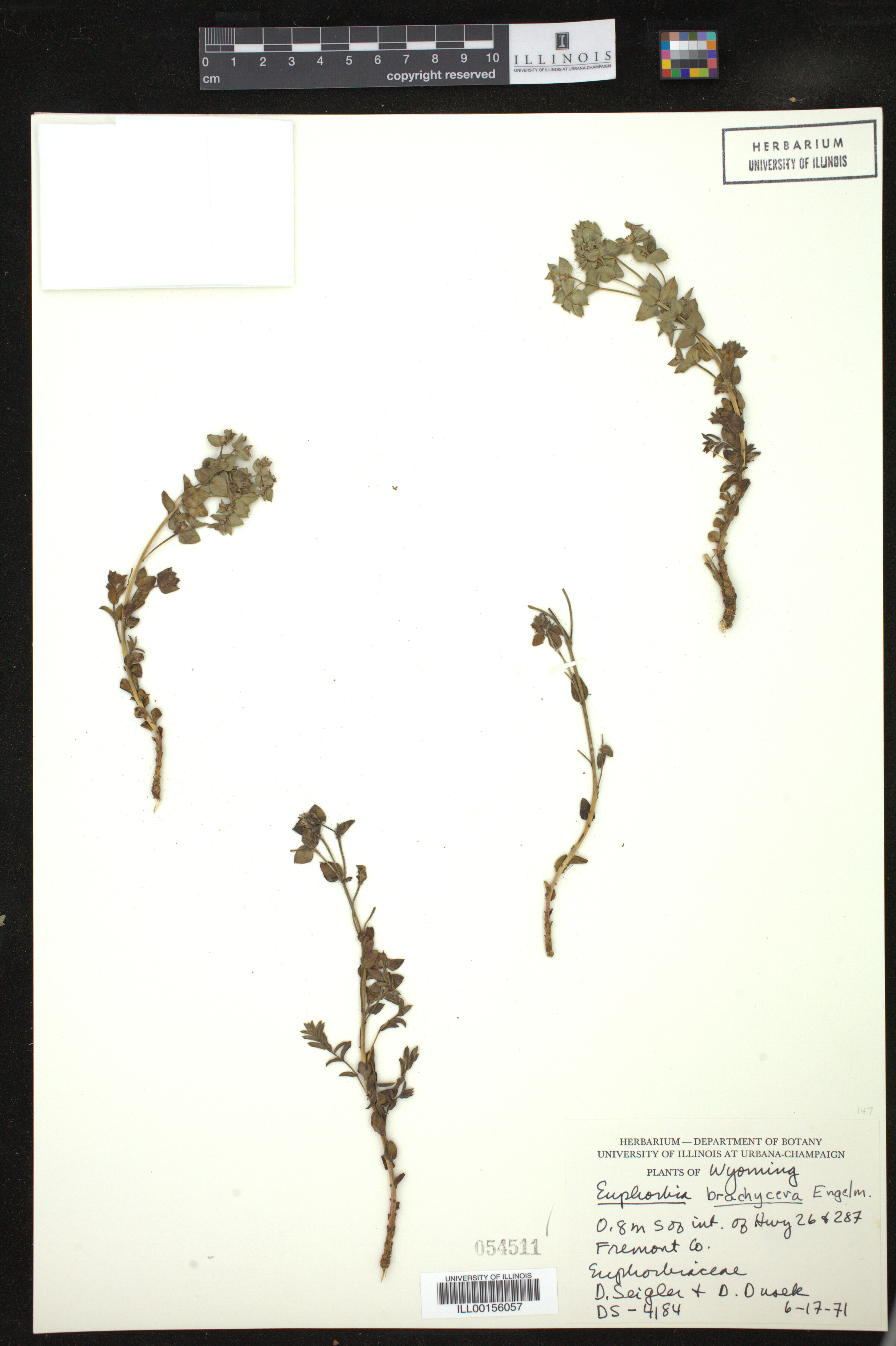 Euphorbia brachycera image