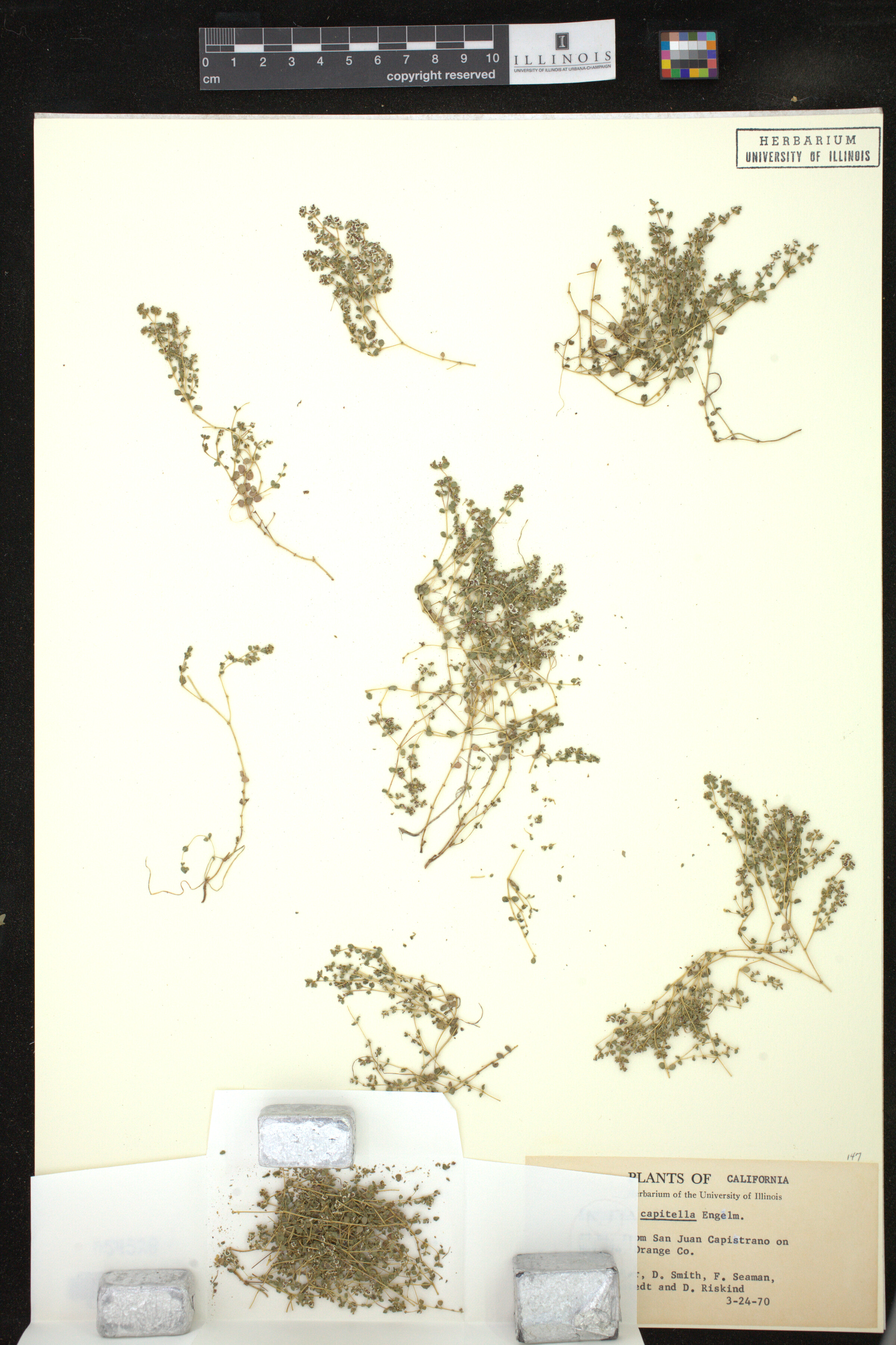 Euphorbia capitellata image