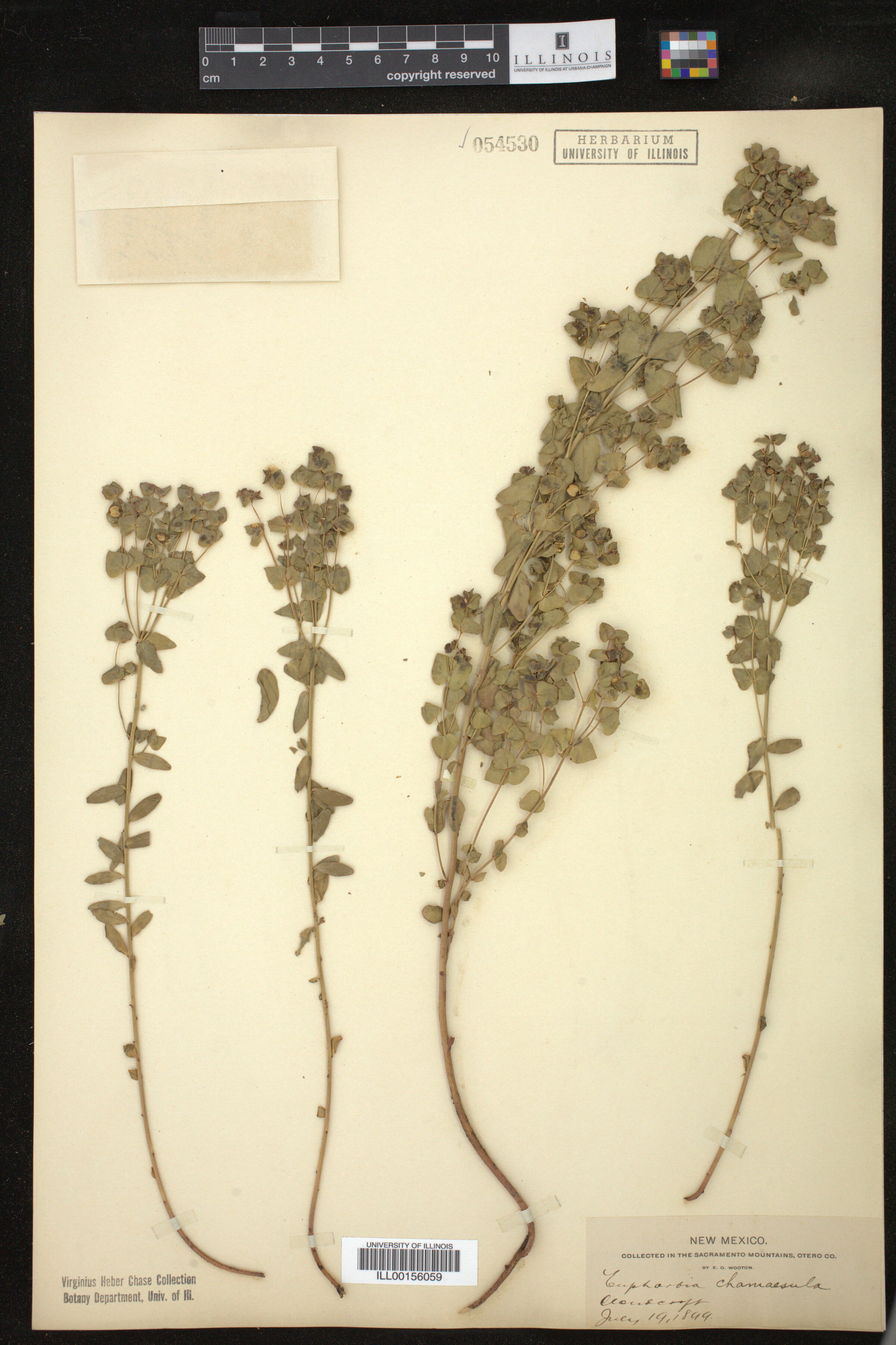 Euphorbia chamaesula image