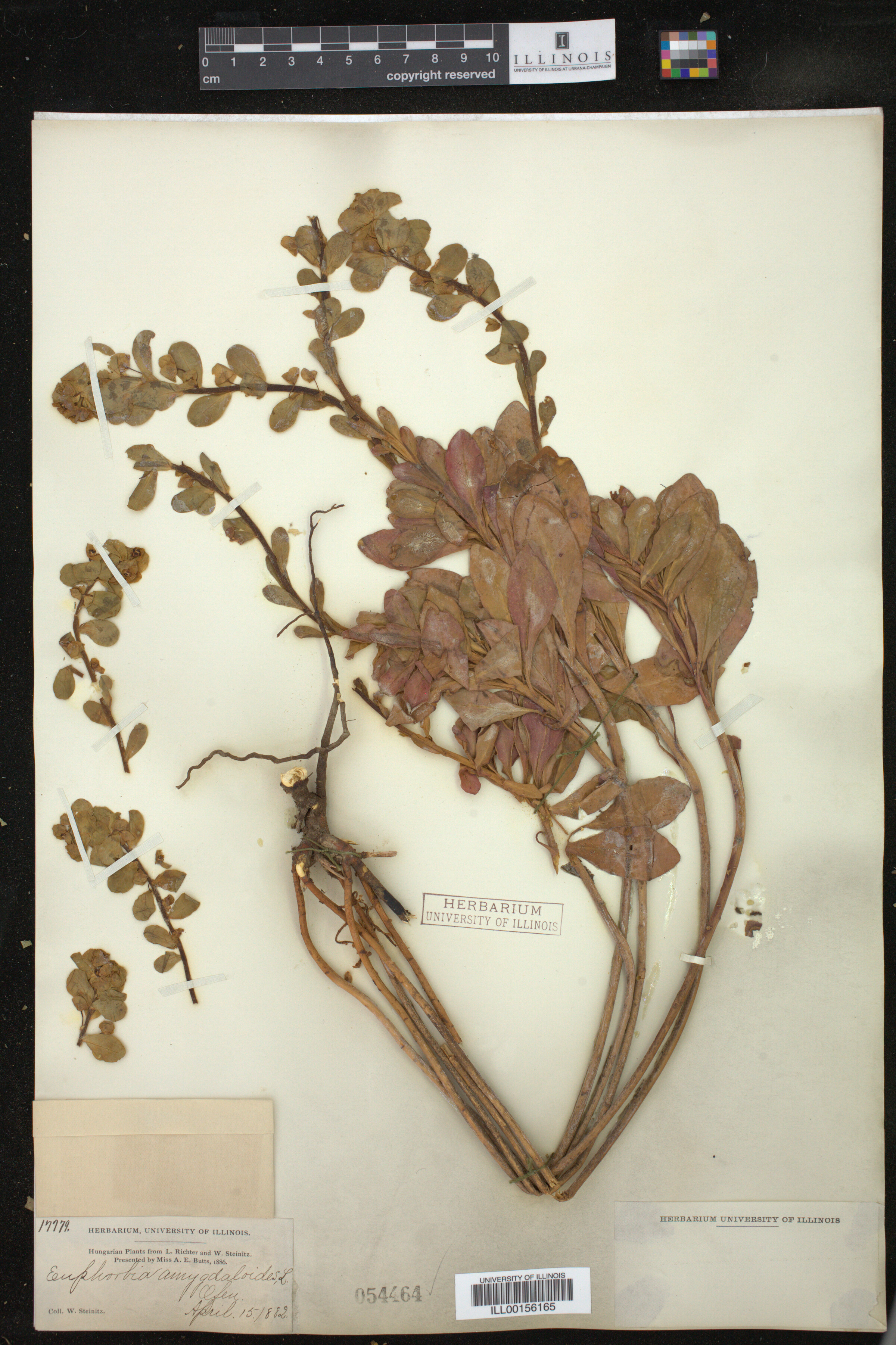 Euphorbia amygdaloides image