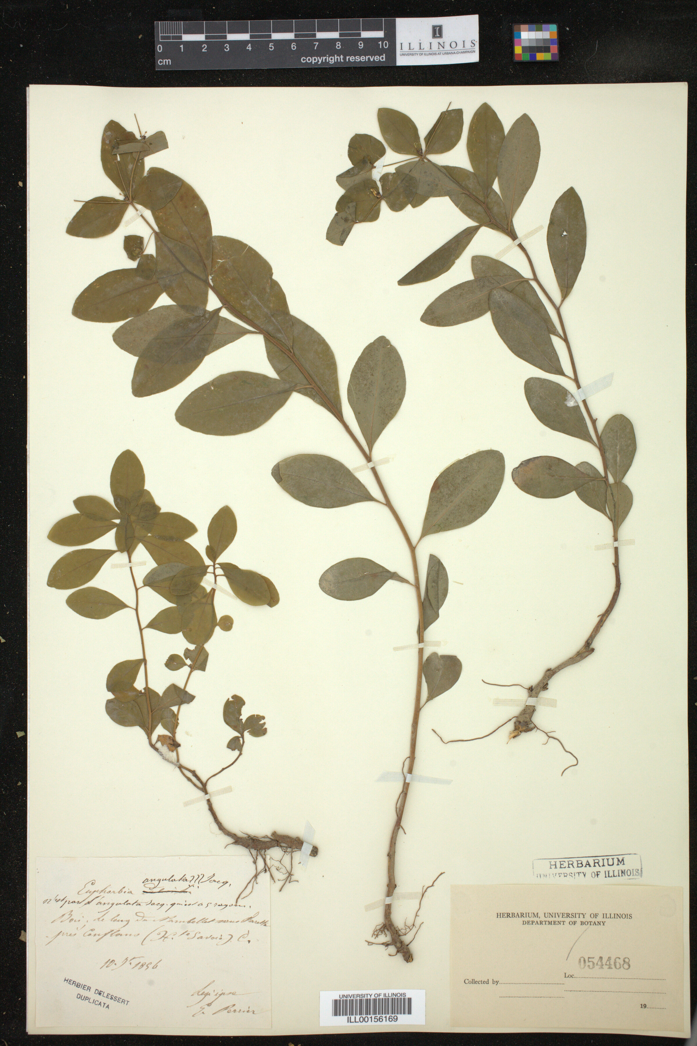 Euphorbia angulata image