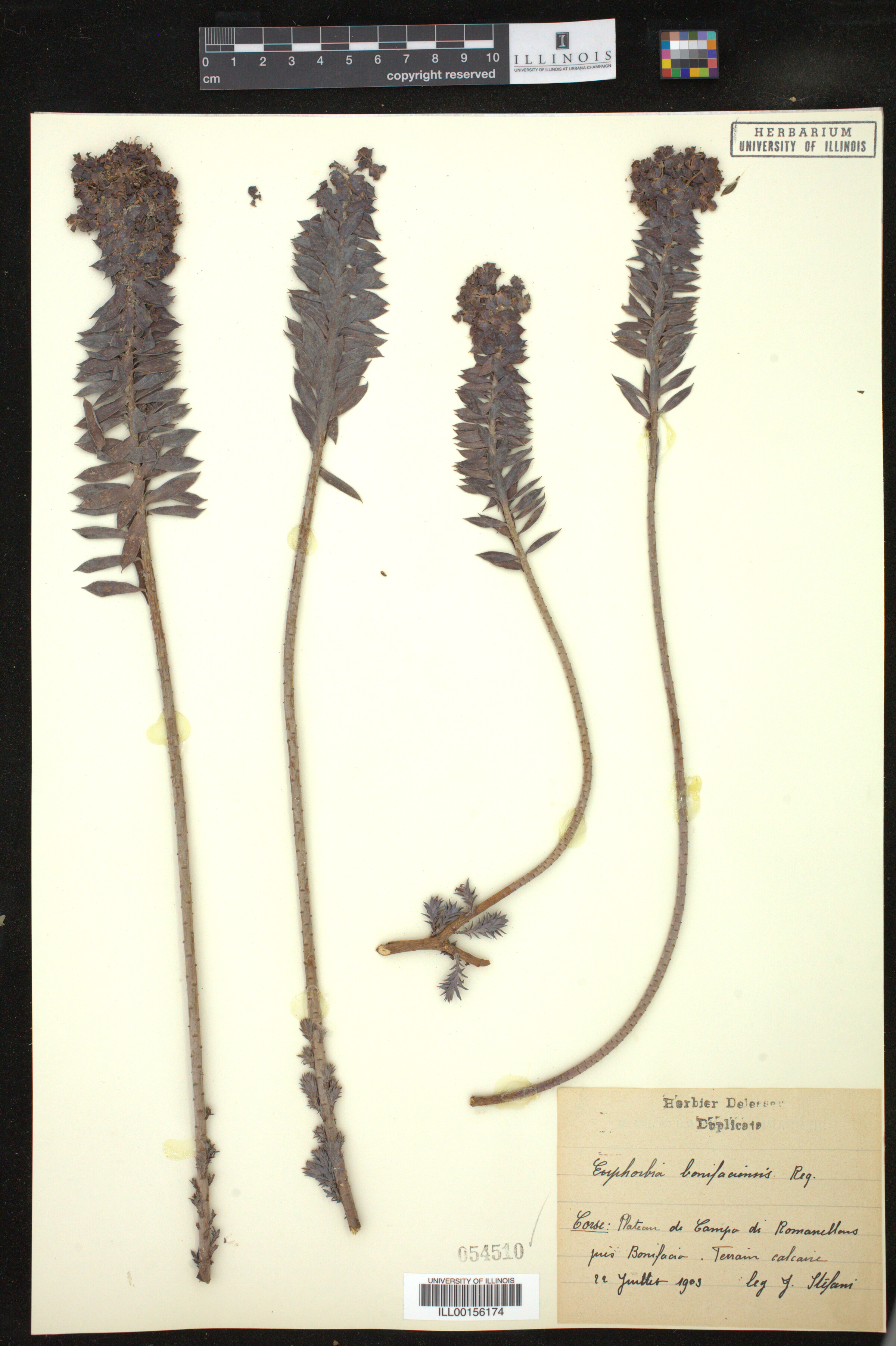 Euphorbia bonifaciensis image