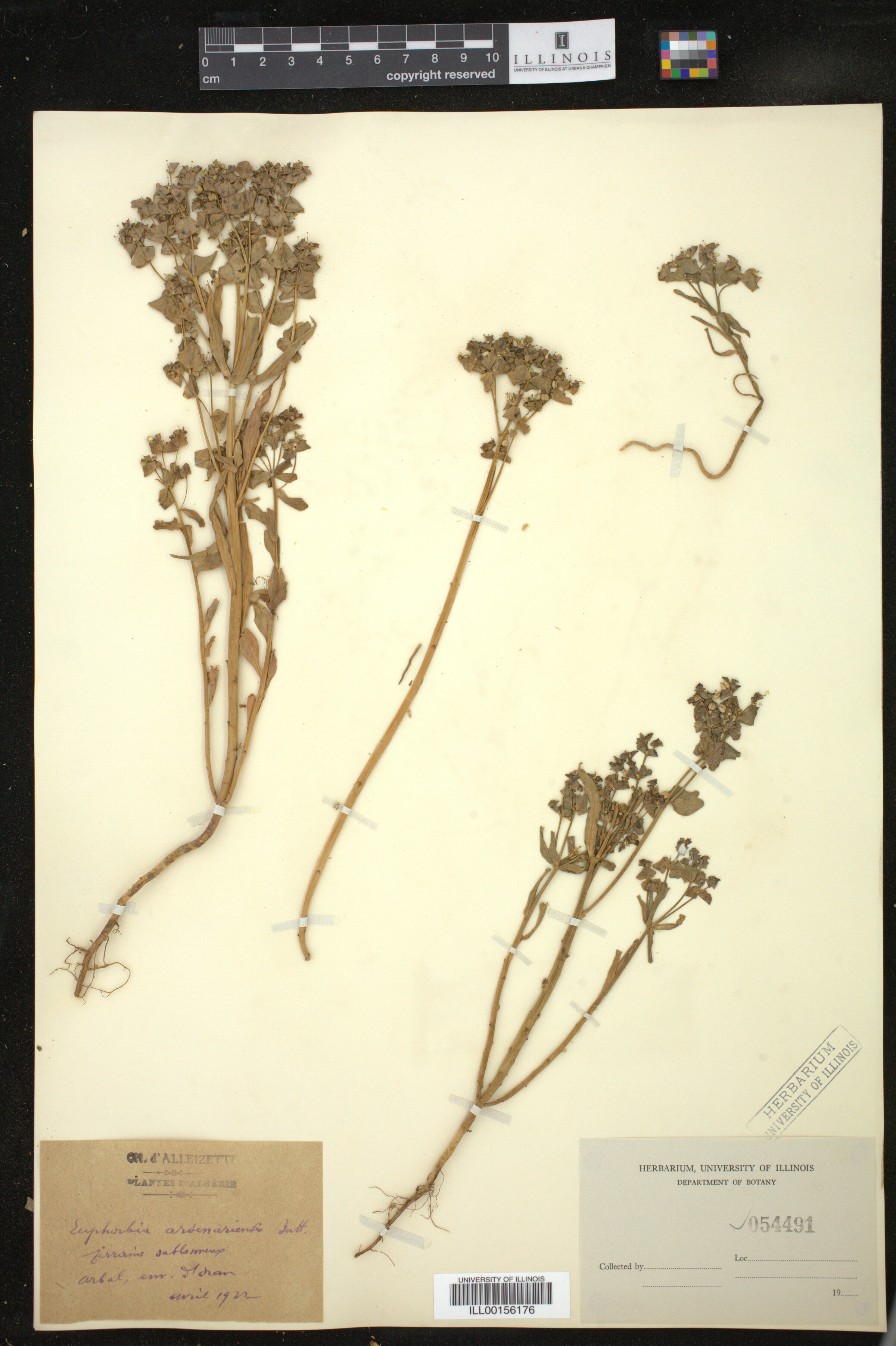Euphorbia medicaginea image