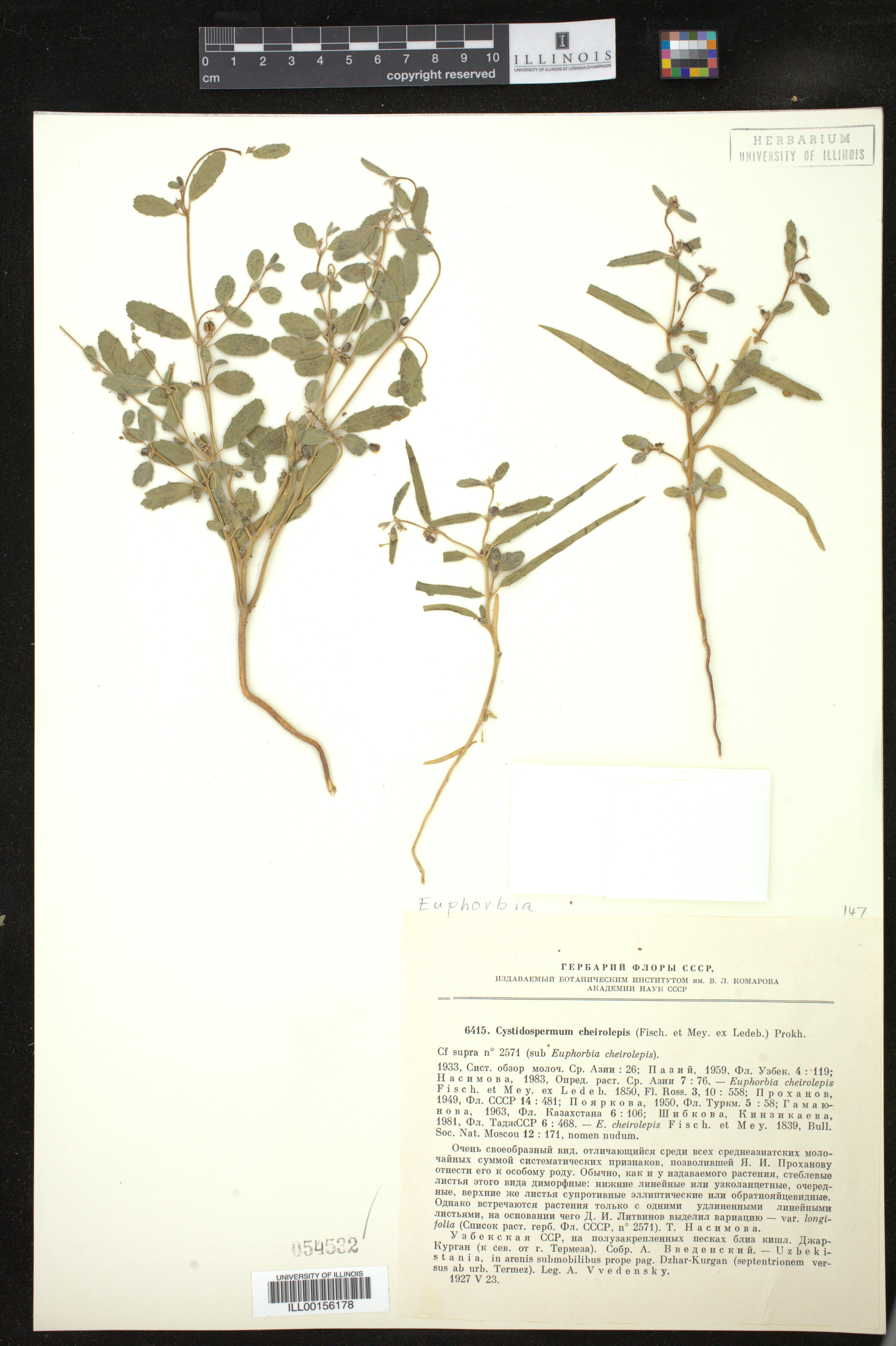 Euphorbia cheirolepis image