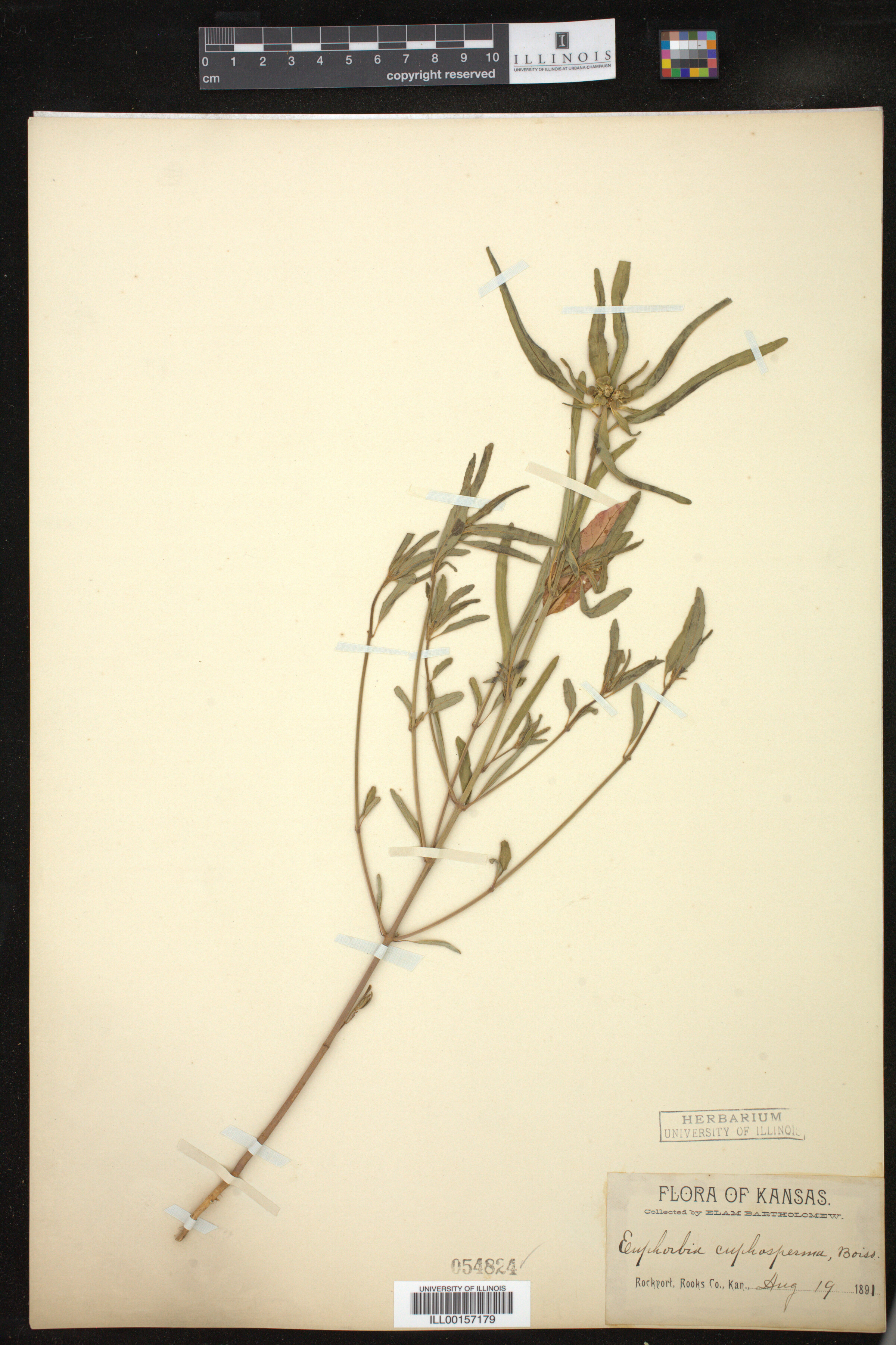 Euphorbia cuphosperma image