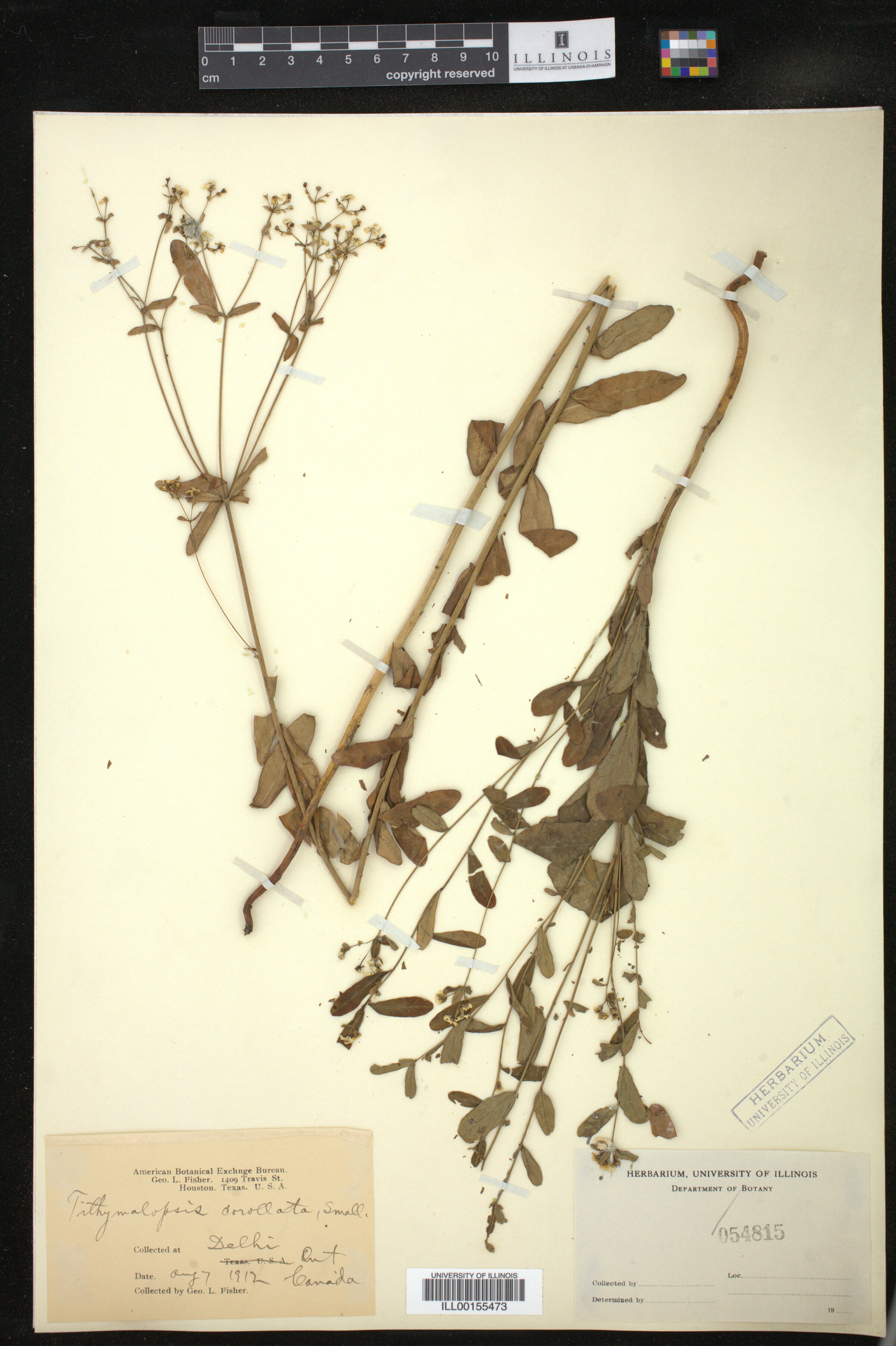 Euphorbia corollata image