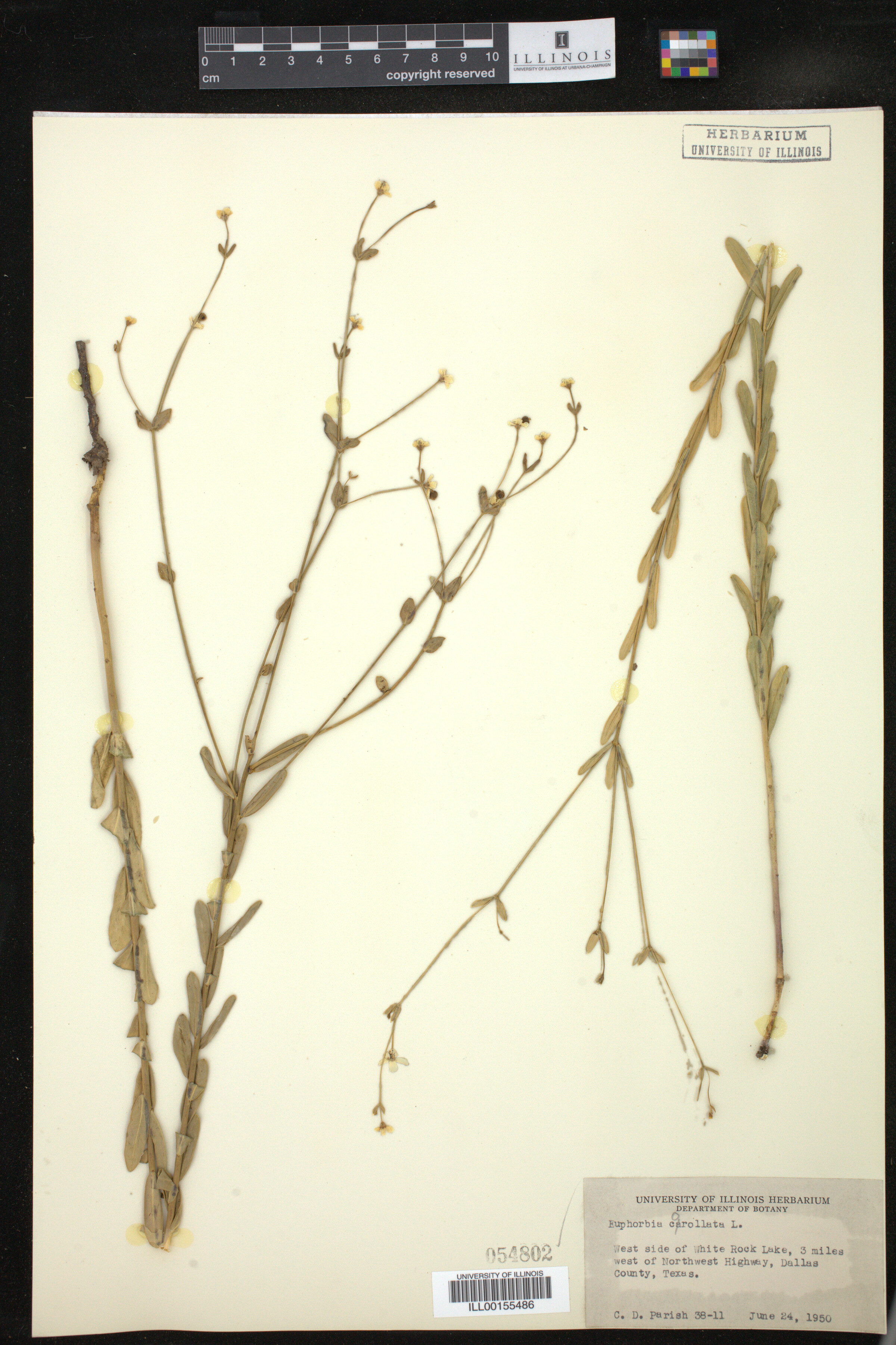 Euphorbia corollata image