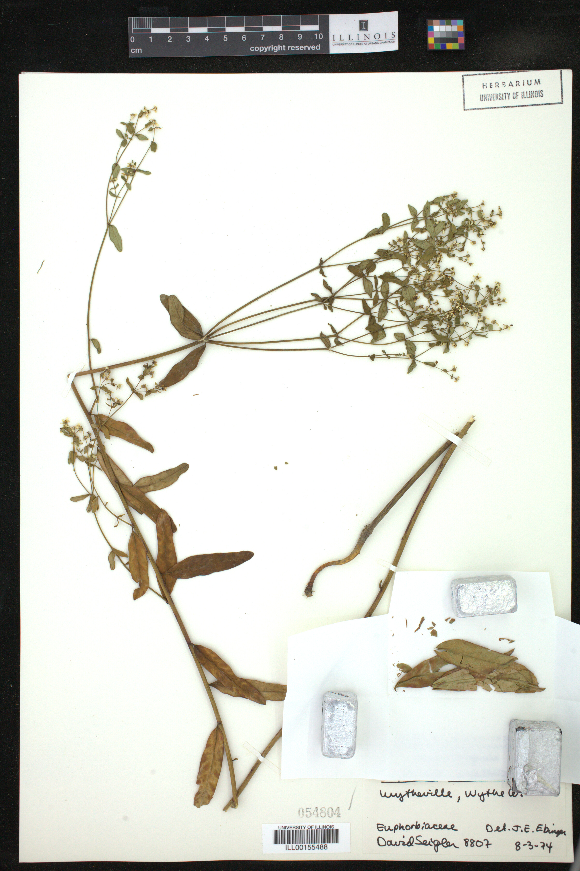 Euphorbia corollata image