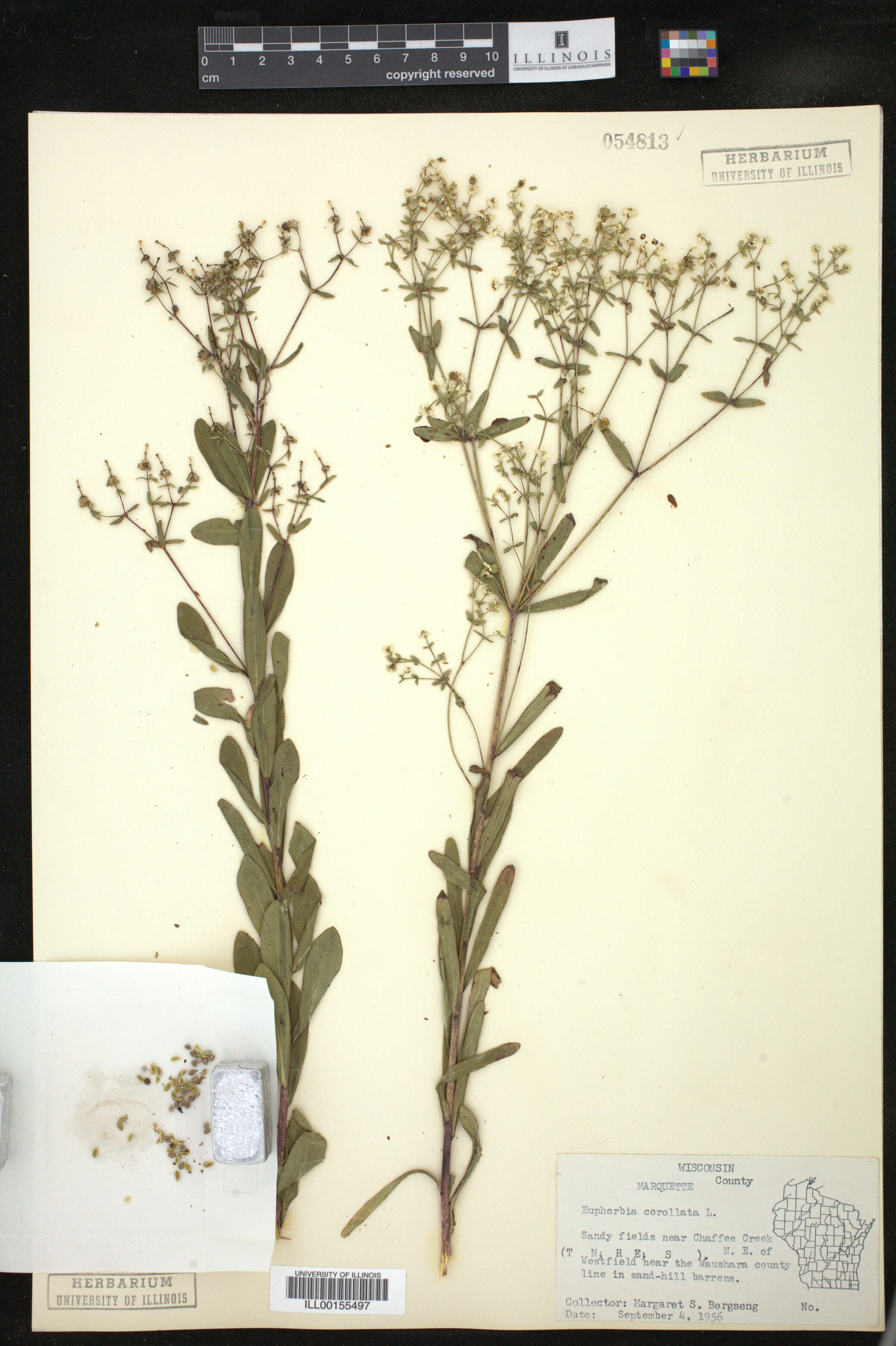 Euphorbia corollata image