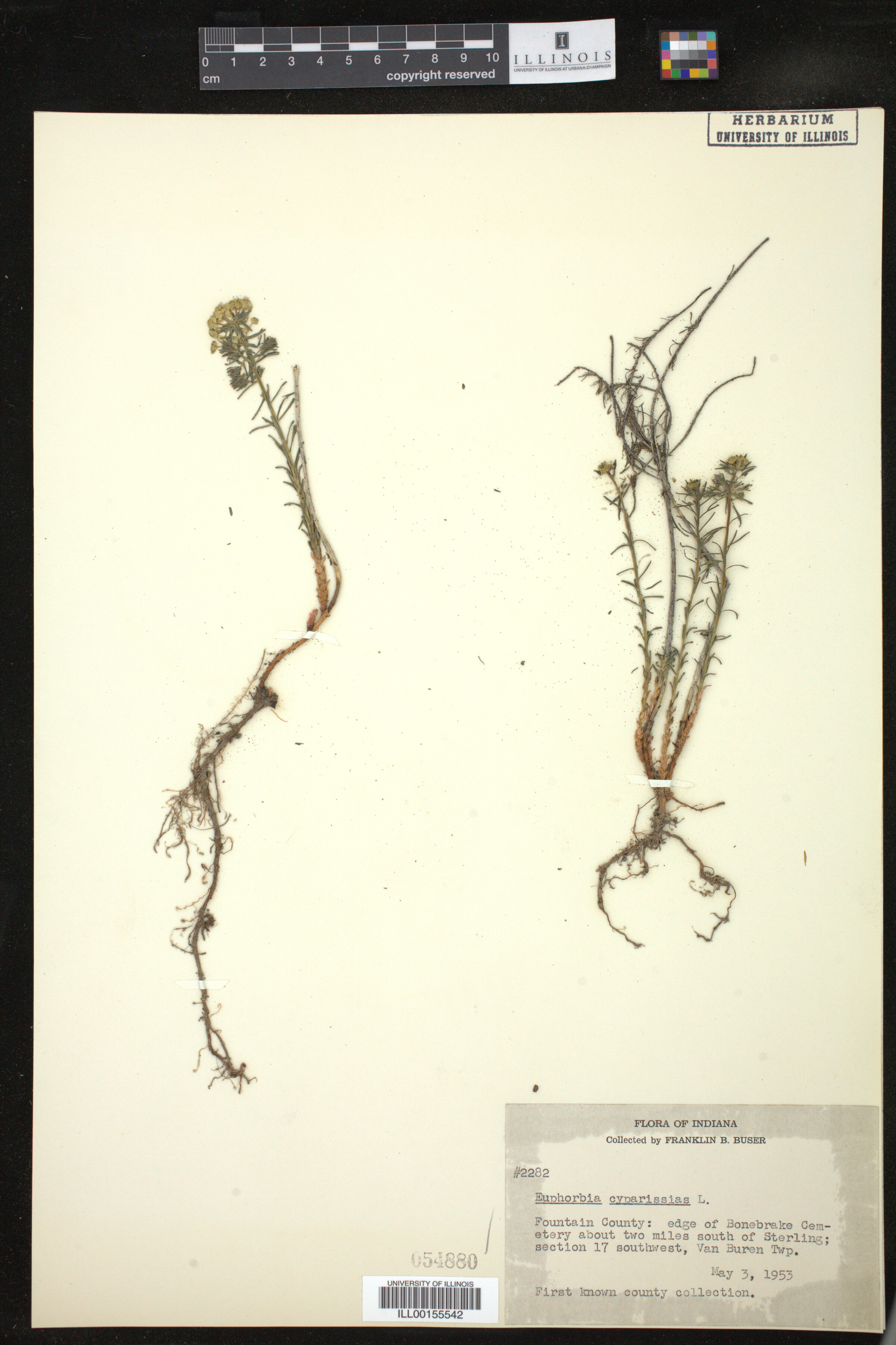 Euphorbia cyparissias image