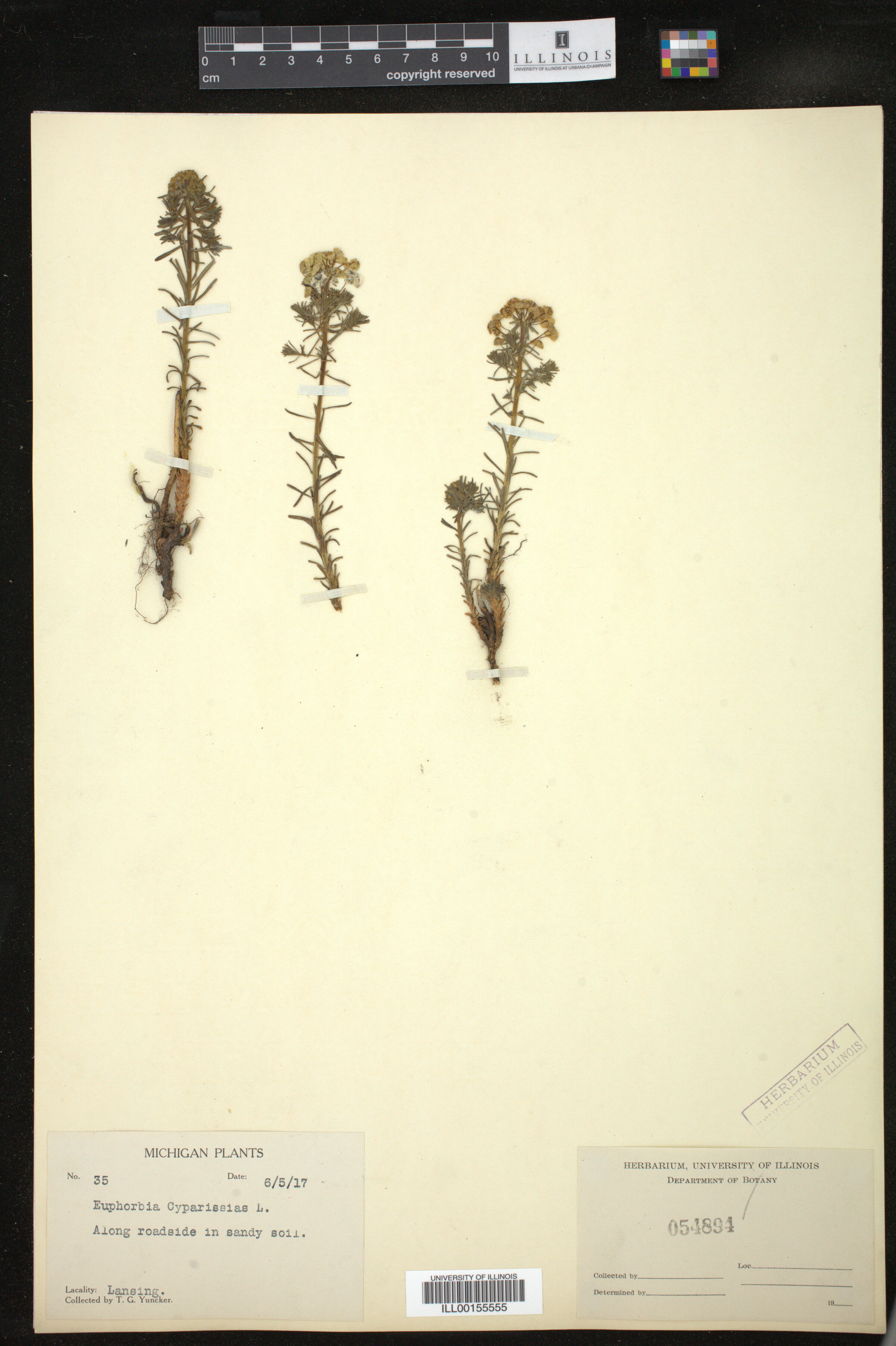 Euphorbia cyparissias image