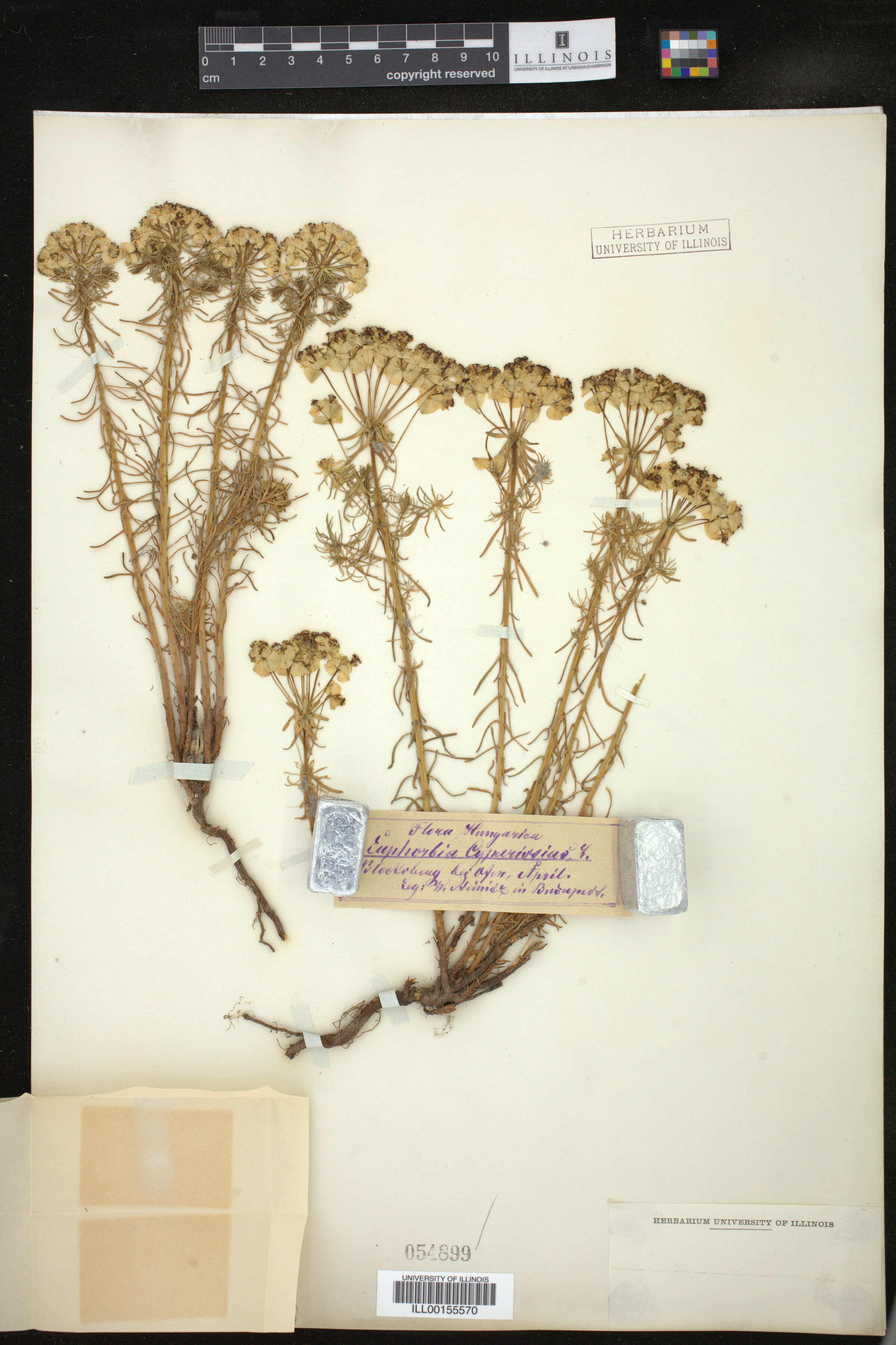 Euphorbia cyparissias image