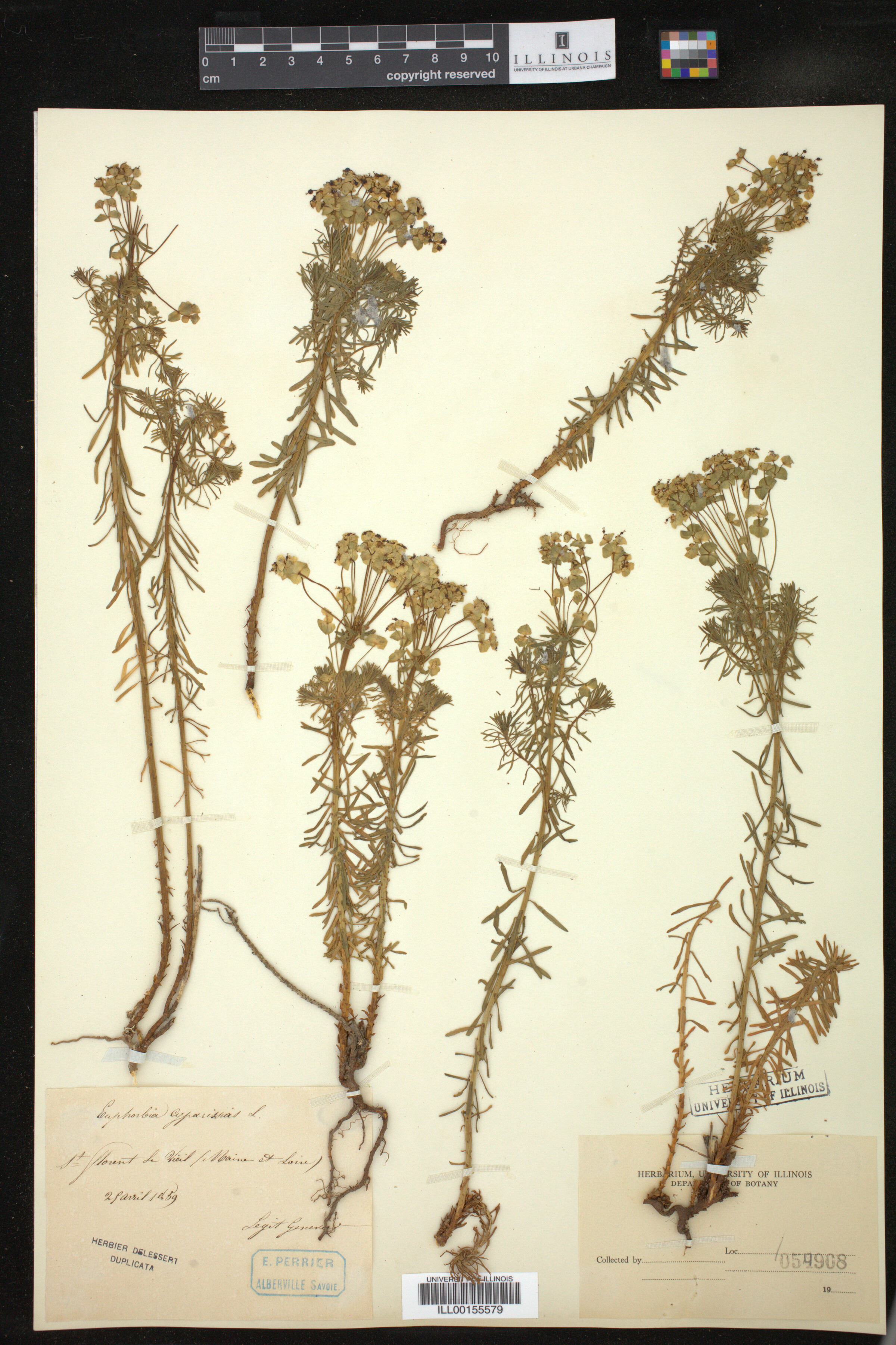 Euphorbia cyparissias image