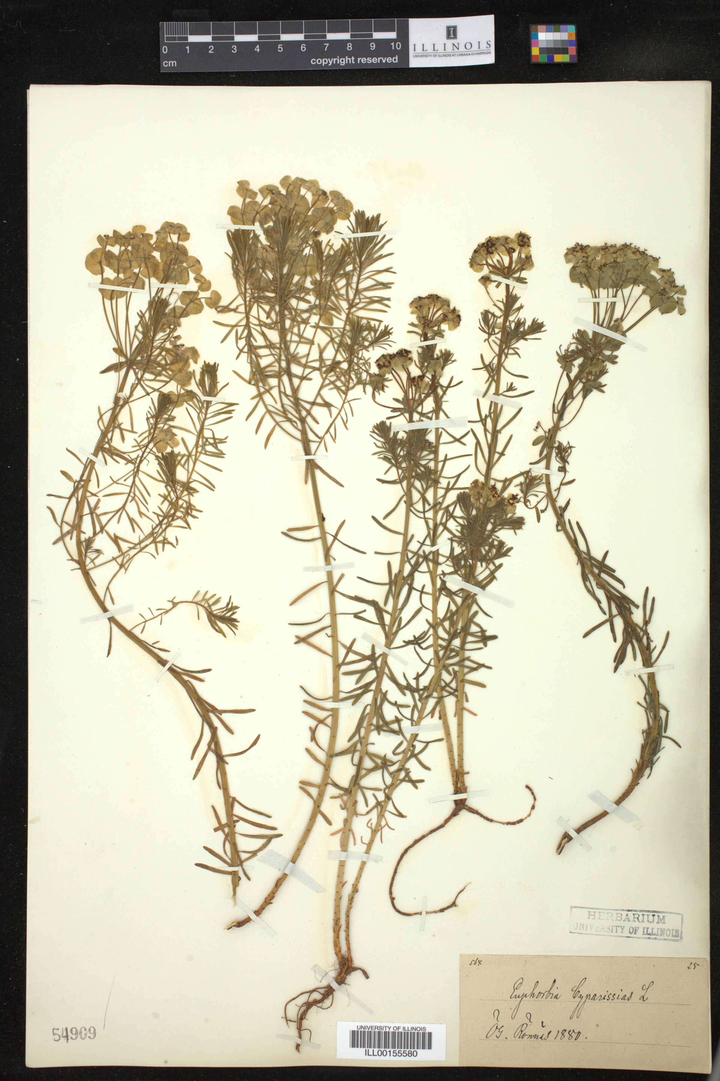 Euphorbia cyparissias image