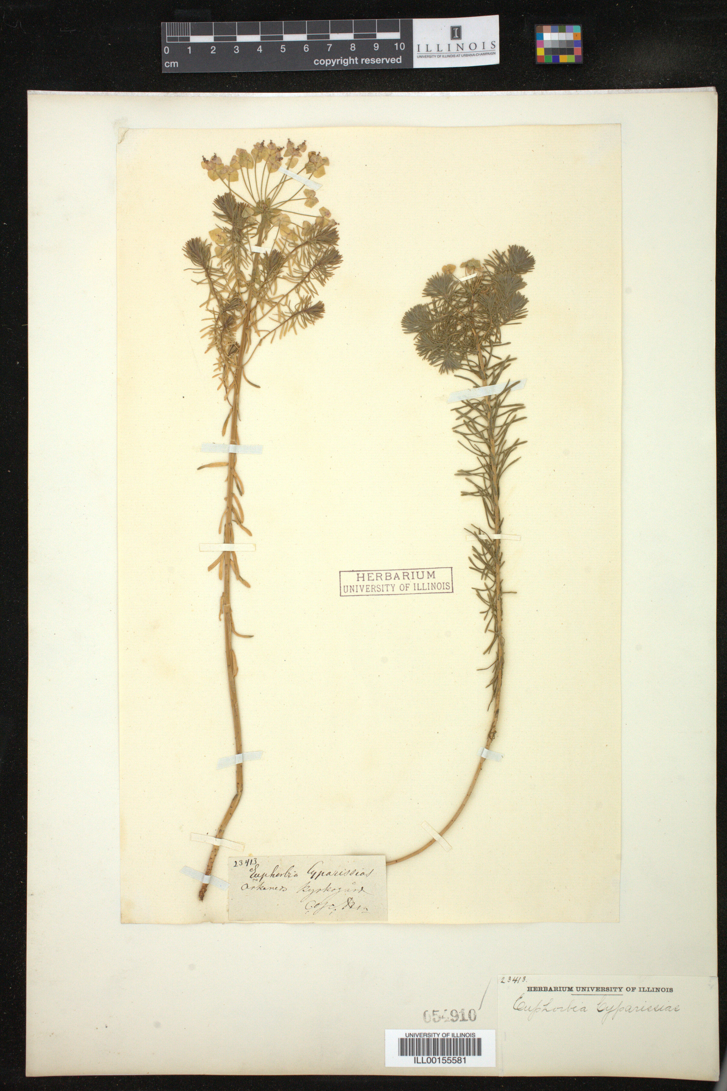 Euphorbia cyparissias image